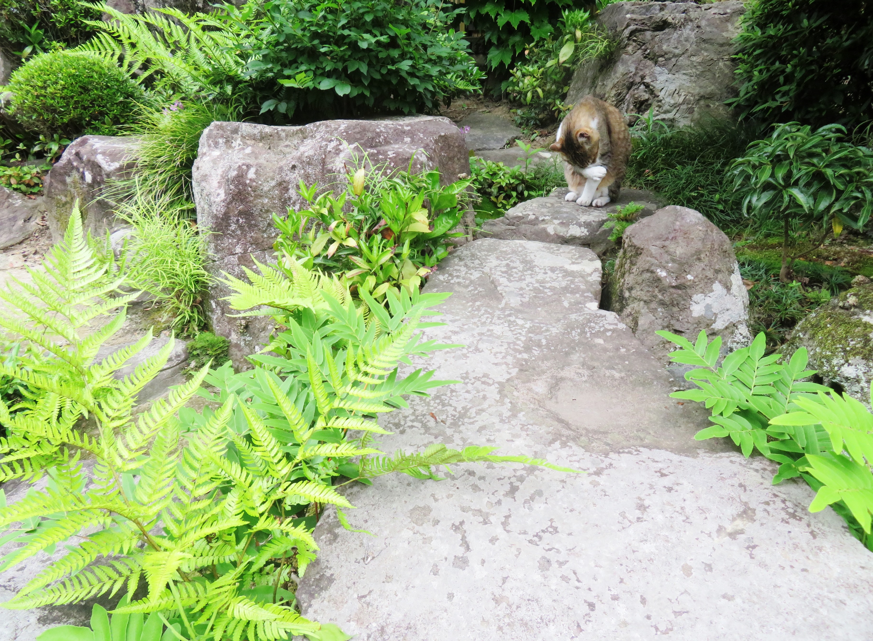 ねこ、風太　巡回
