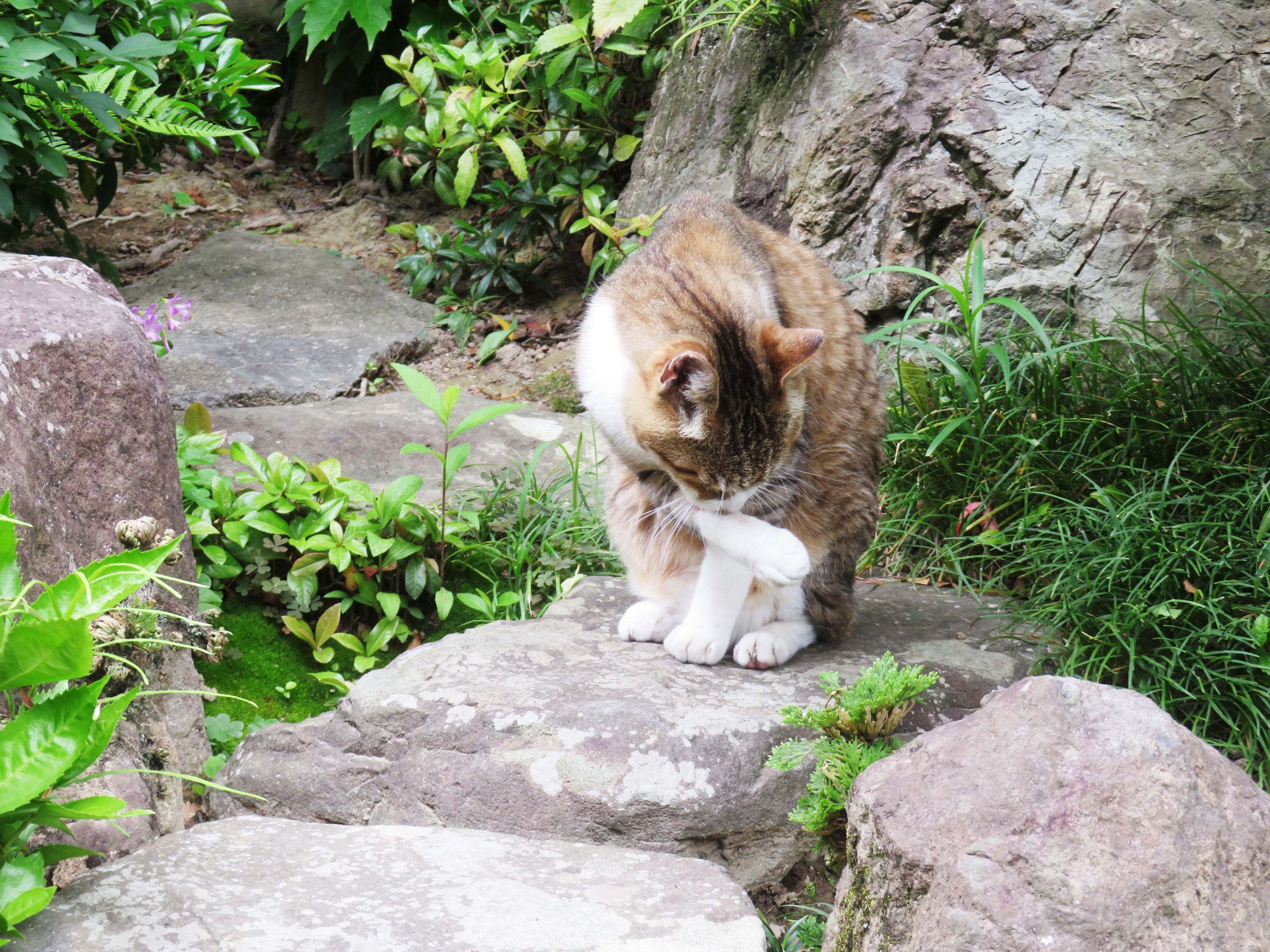 ねこ、風太　巡回