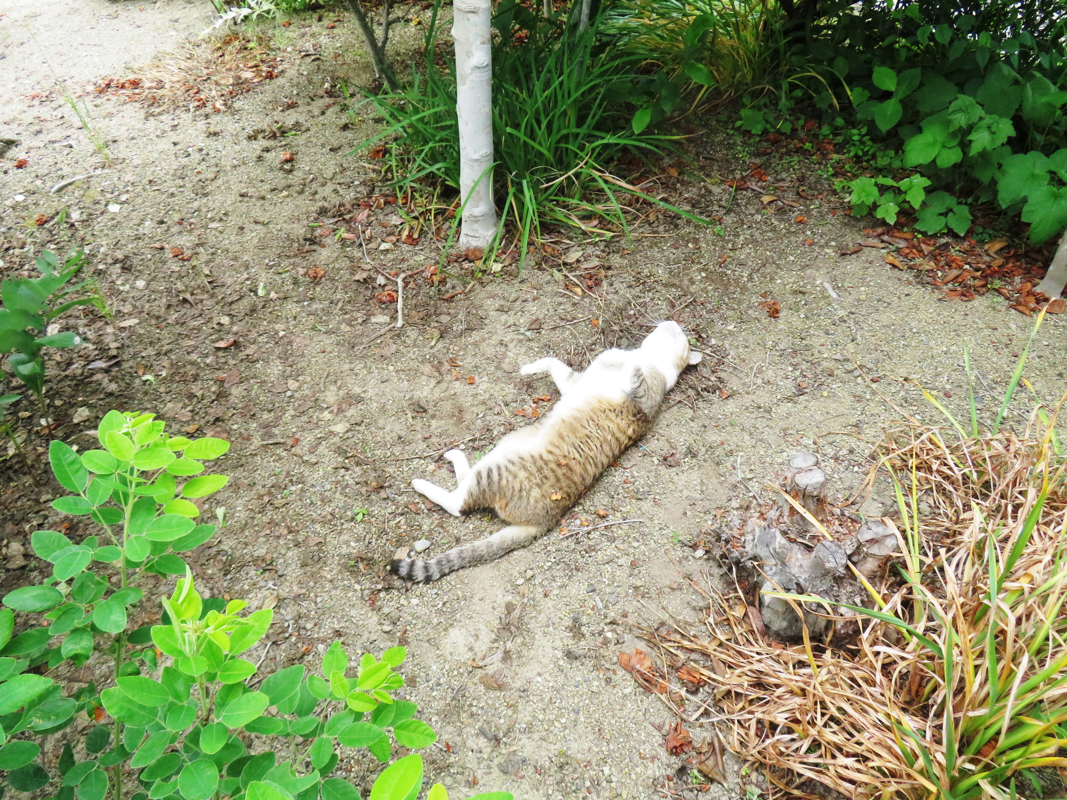ねこ、風太 ゴロゴロ