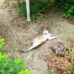 ねこ、風太　ゴロゴロ