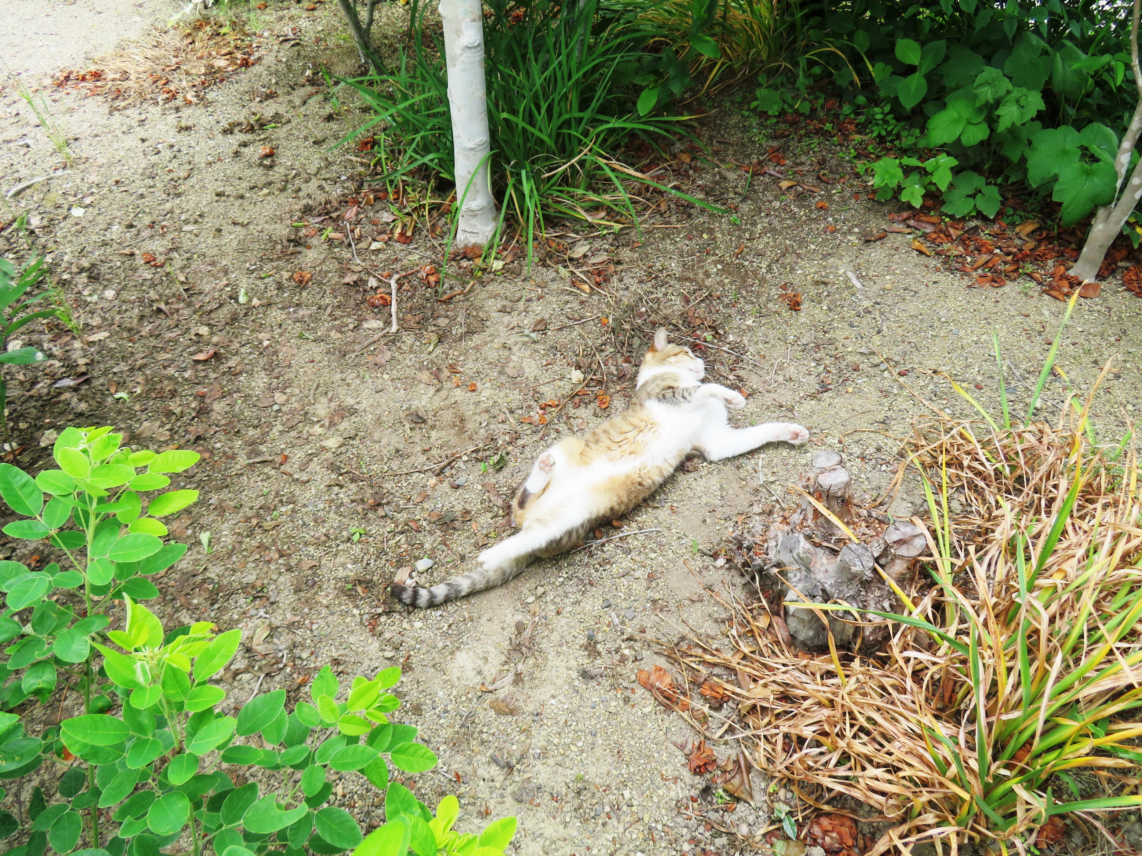 ねこ、風太 ゴロゴロ