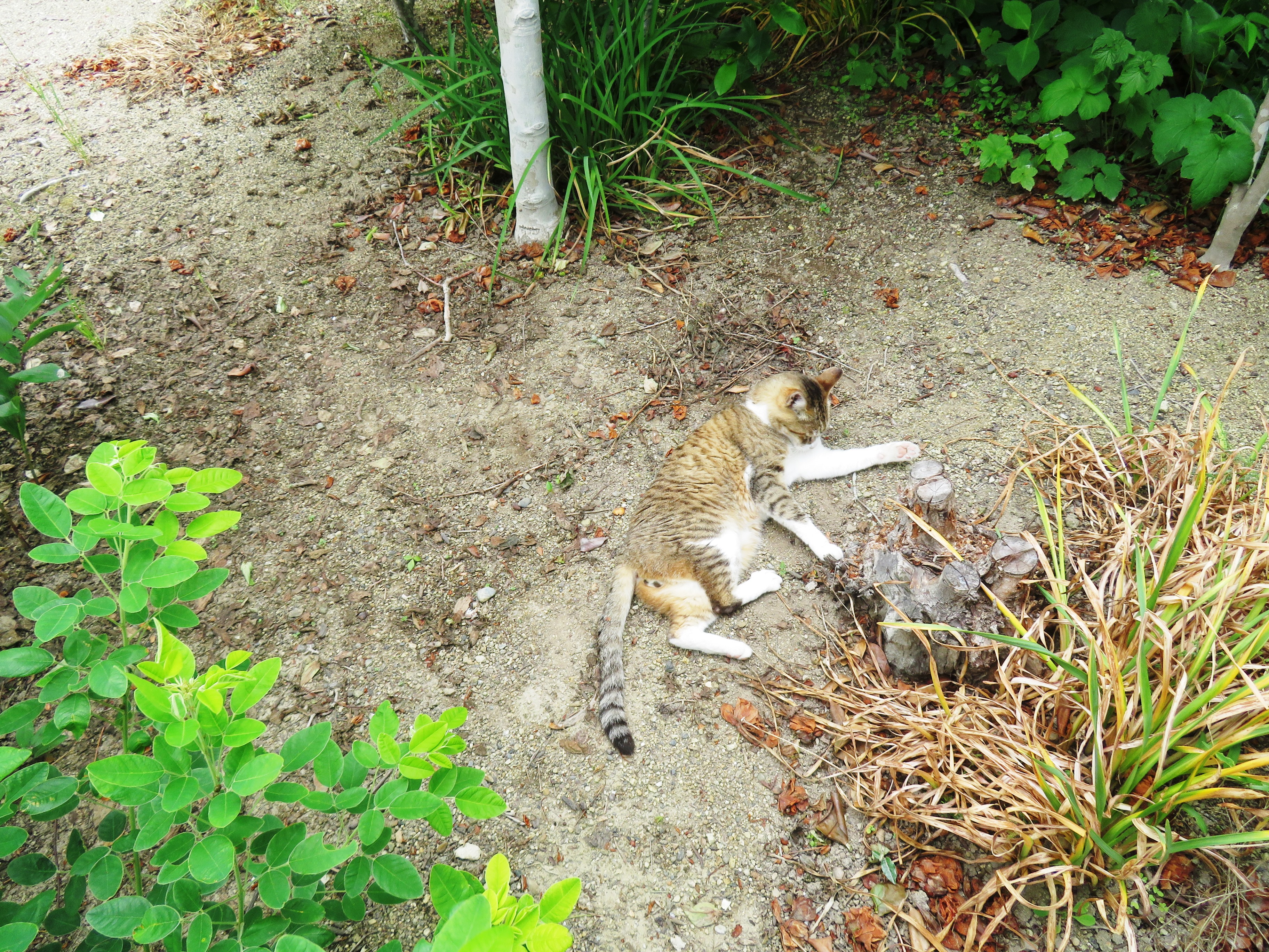 ねこ、風太 ゴロゴロ