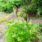 ねこ、風太　巡回