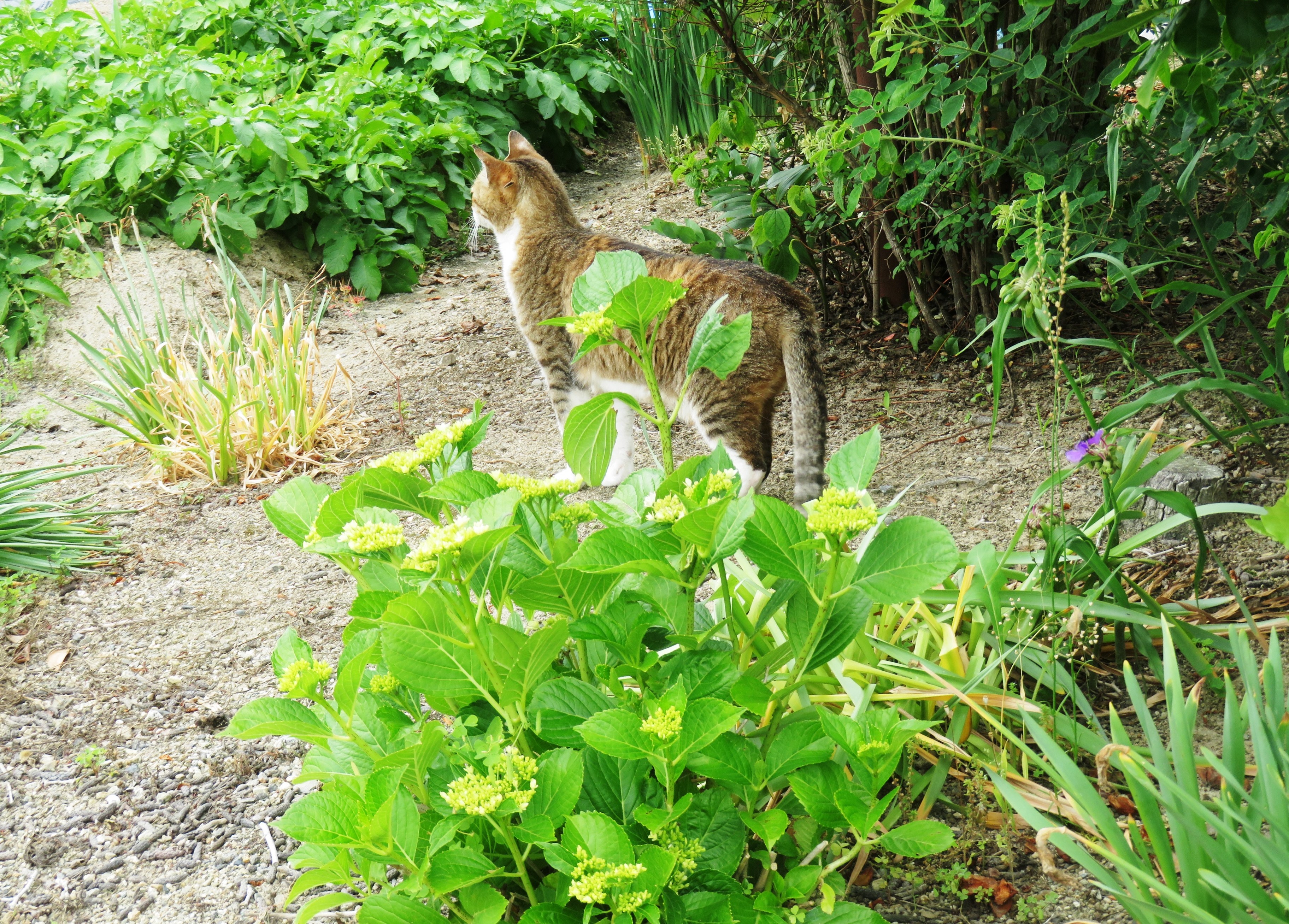 ねこ、風太 巡回