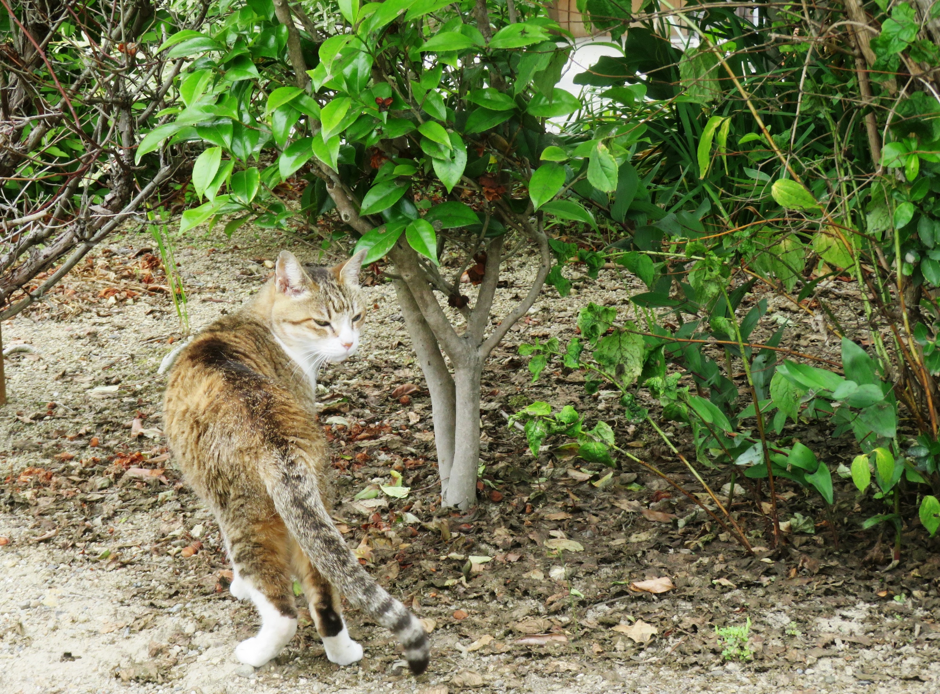 ねこ、風太 巡回