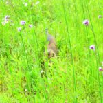 ねこ、風太　巡回