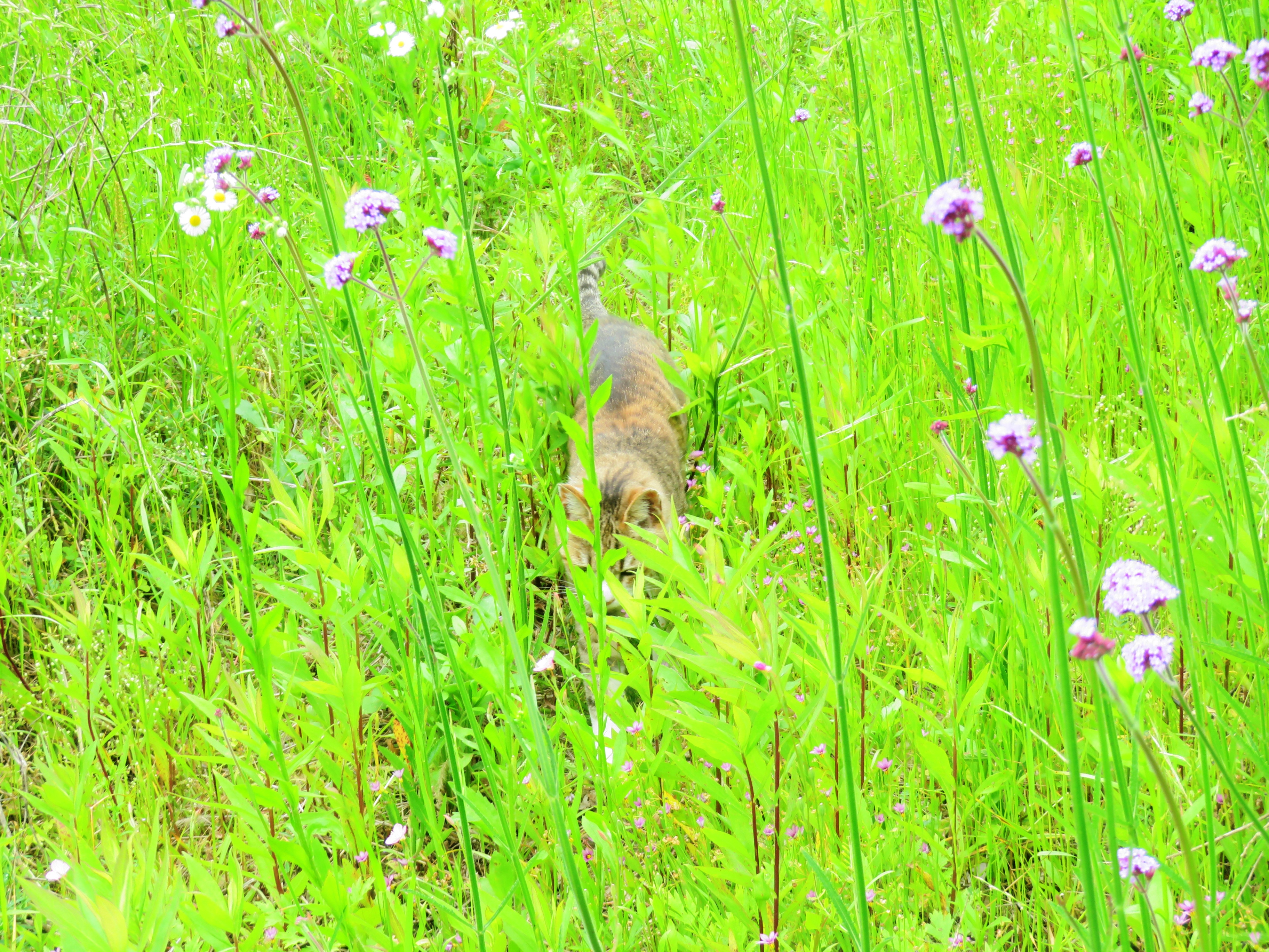 ねこ、風太 巡回