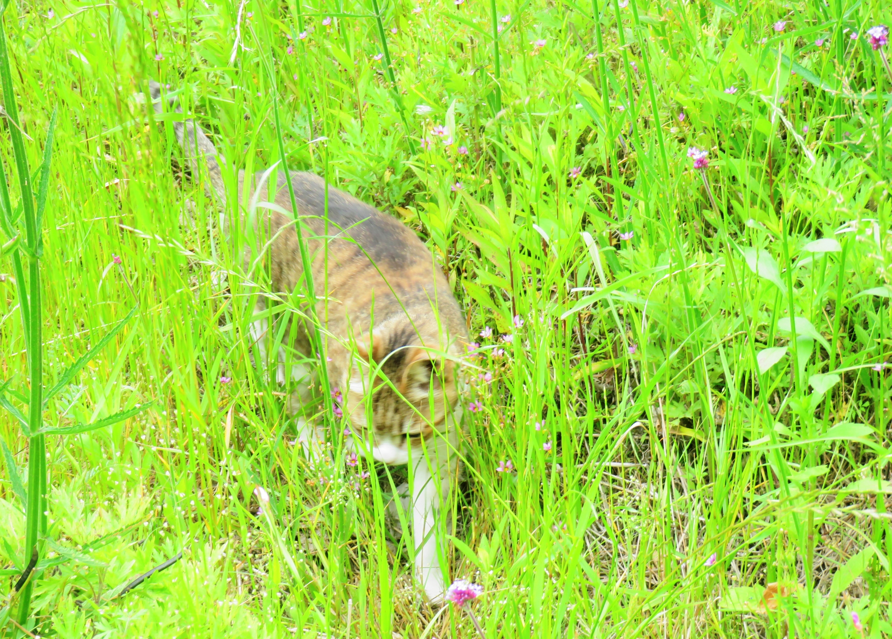 ねこ、風太 巡回