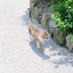 ねこ、風太　巡回