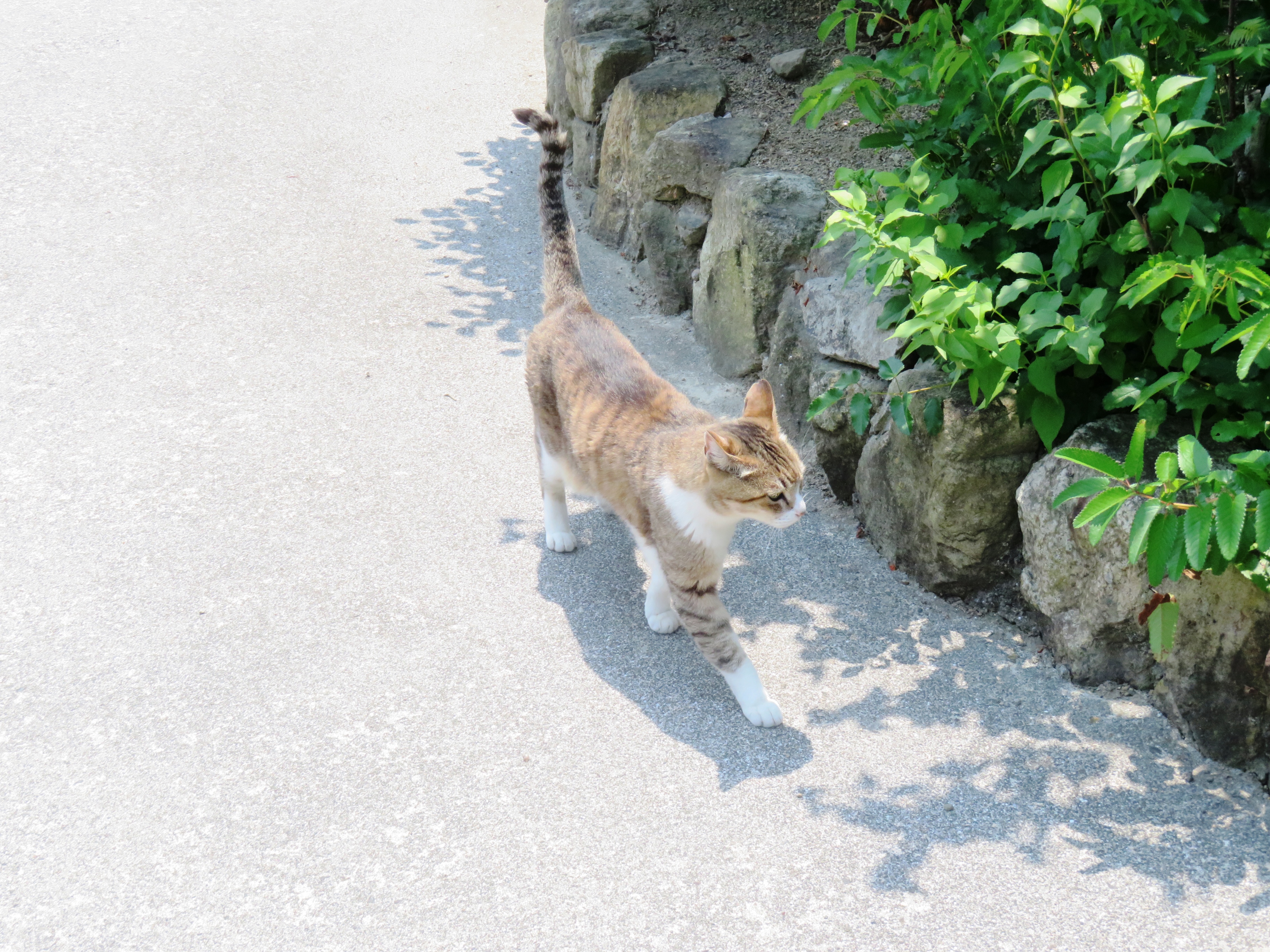 ねこ、風太 巡回