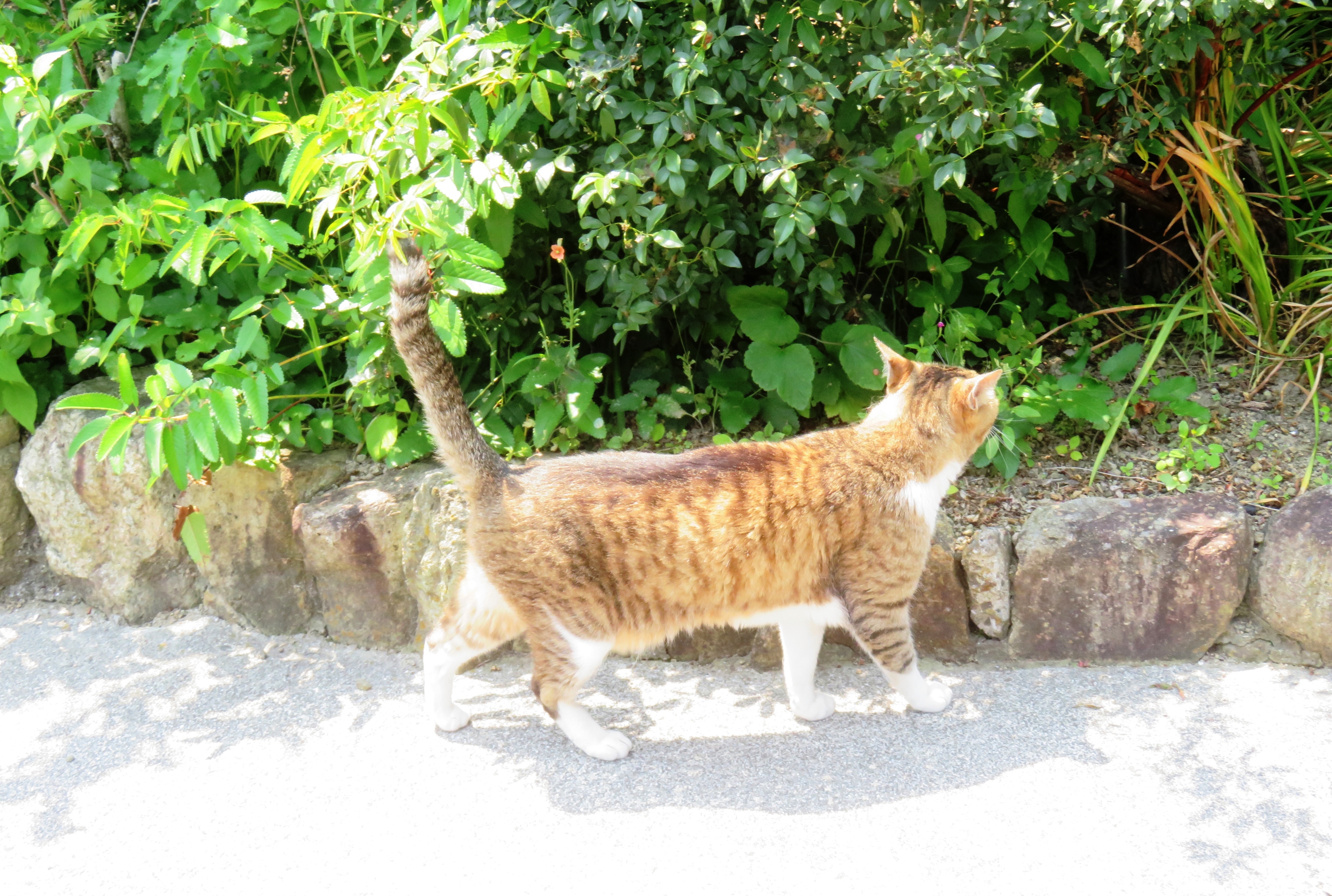 ねこ、風太 巡回