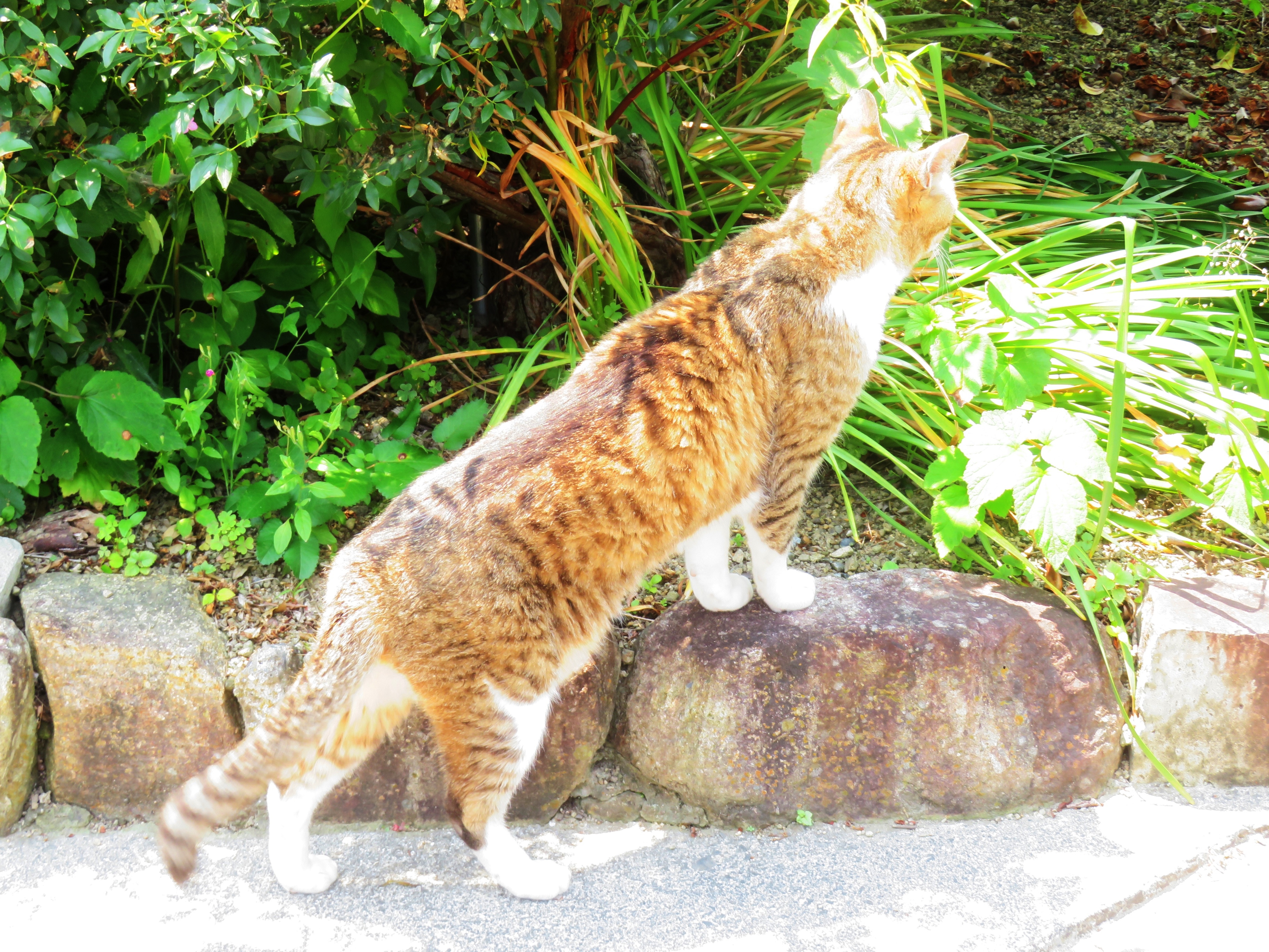 ねこ、風太 巡回