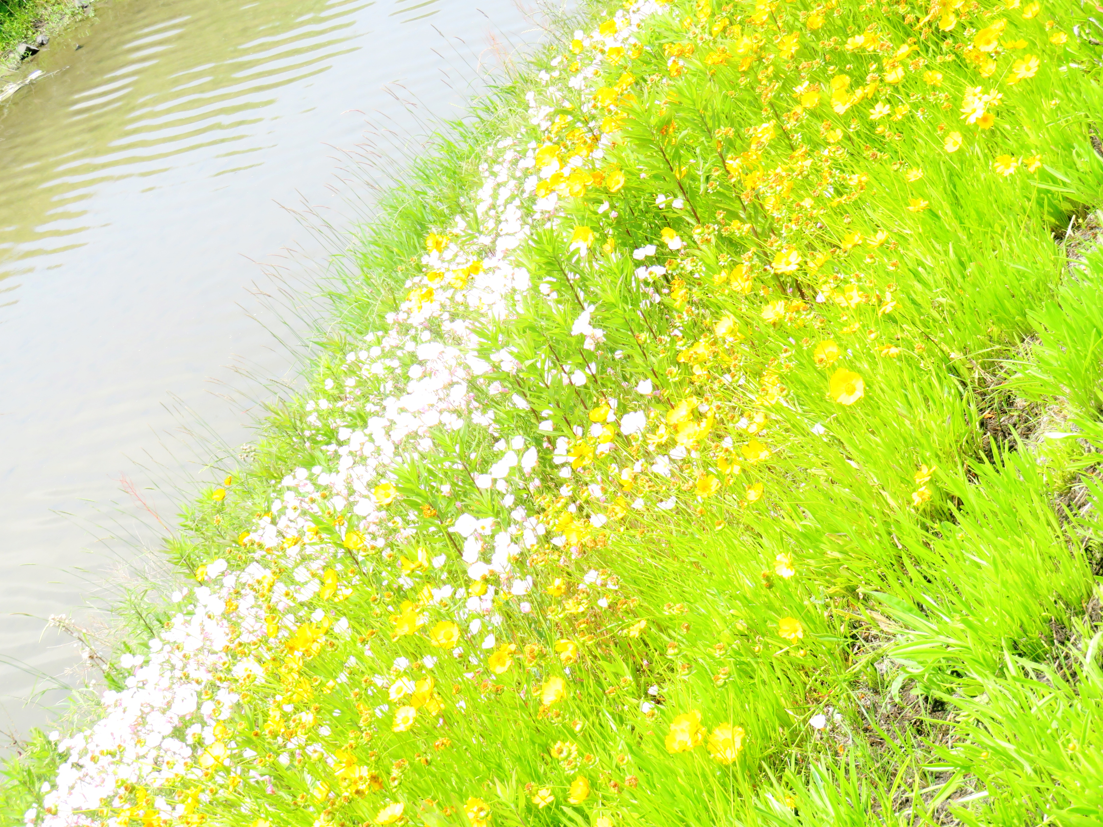 オオキンケイギク（大金鶏菊）とペチュニア