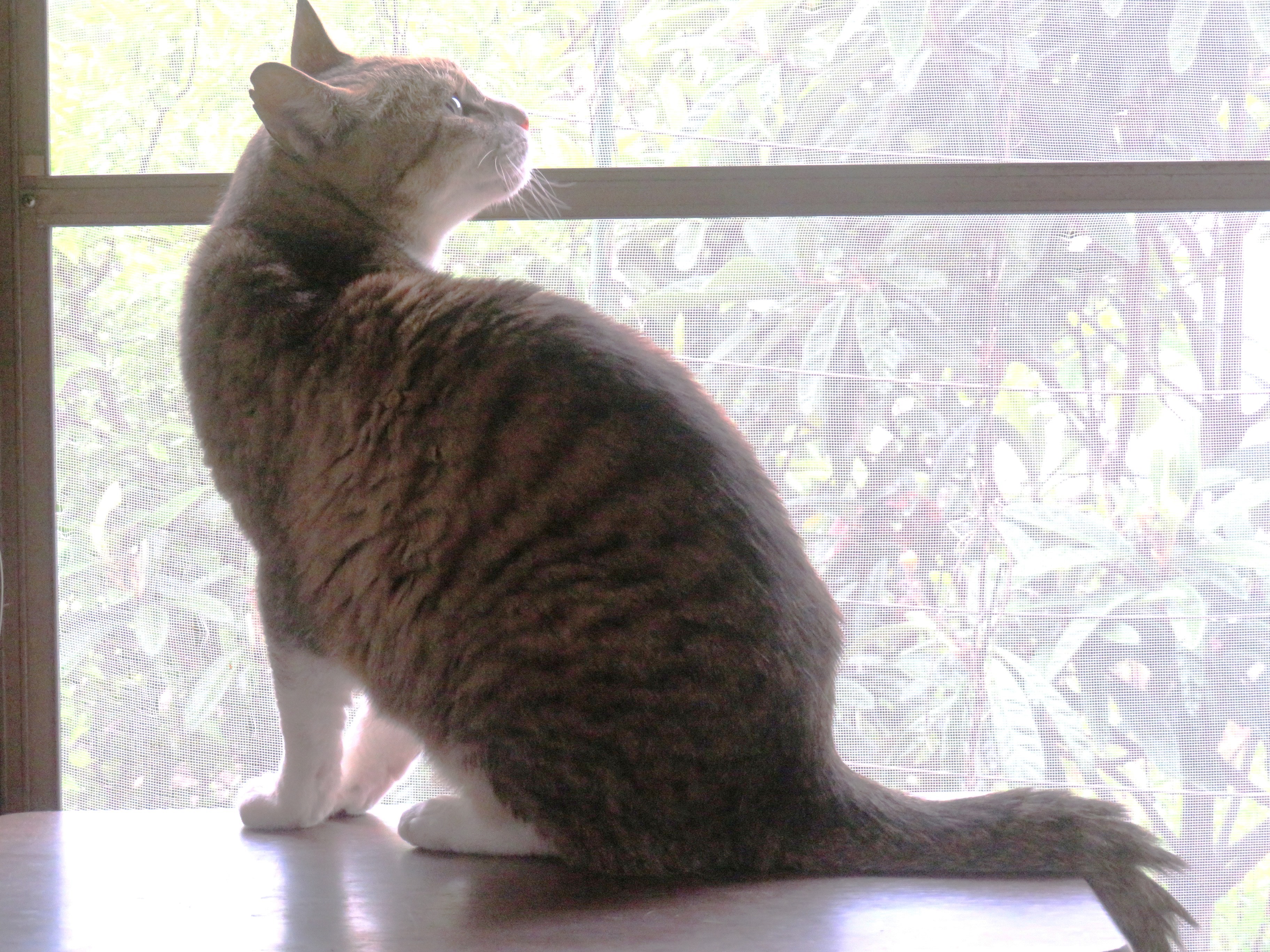 ねこ、風太 ゴロゴロ