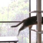 ねこ、風太　ゴロゴロ
