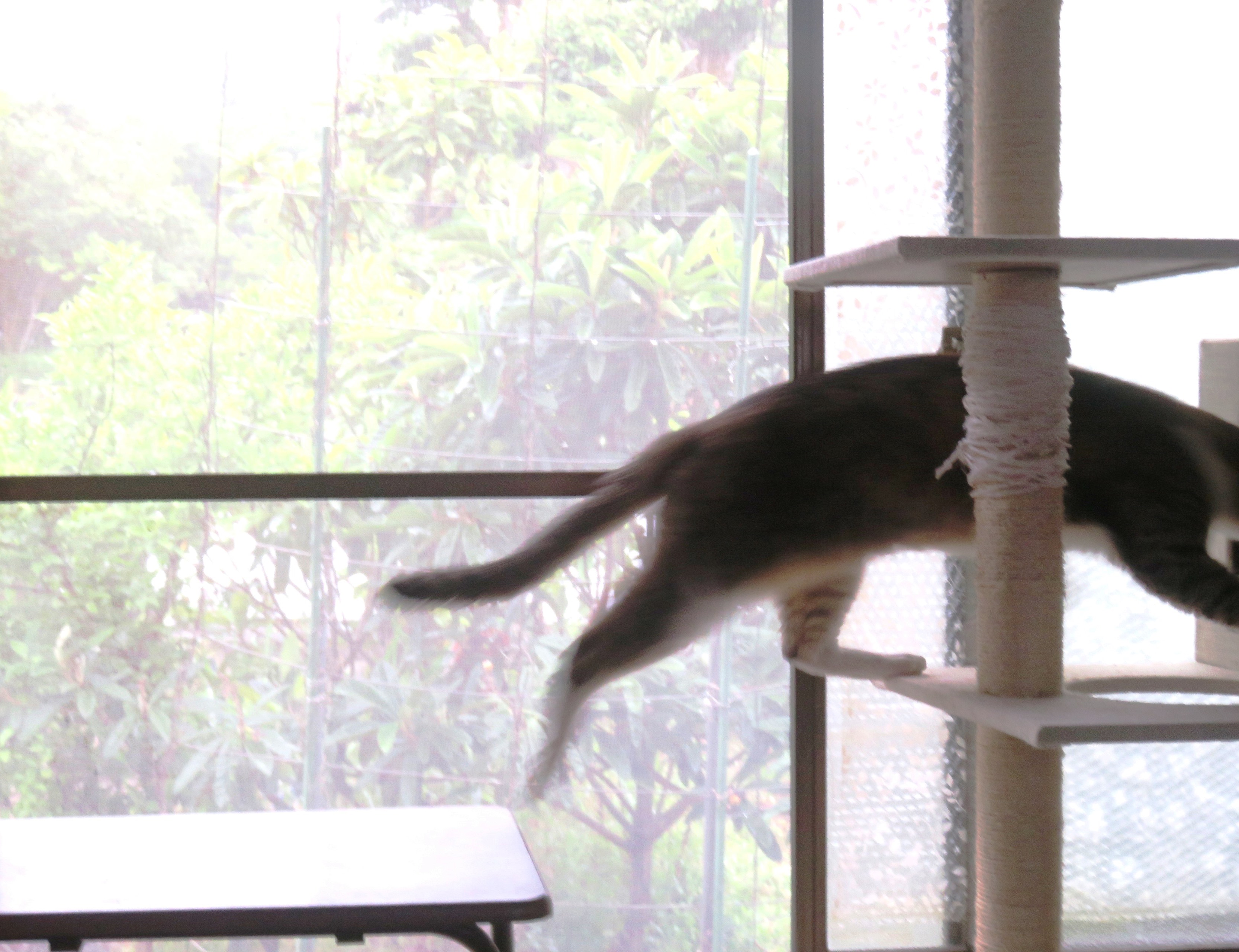 ねこ、風太 ゴロゴロ