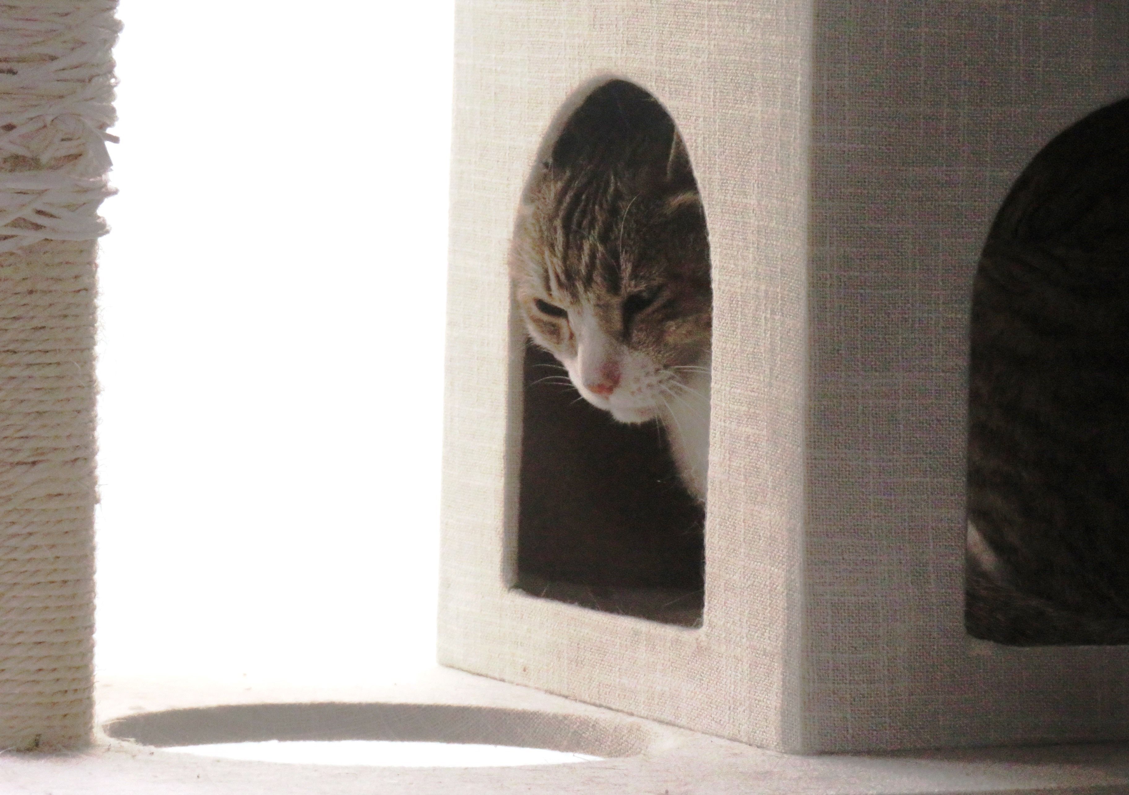 ねこ、風太 ゴロゴロ
