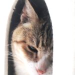 ねこ、風太　ゴロゴロ