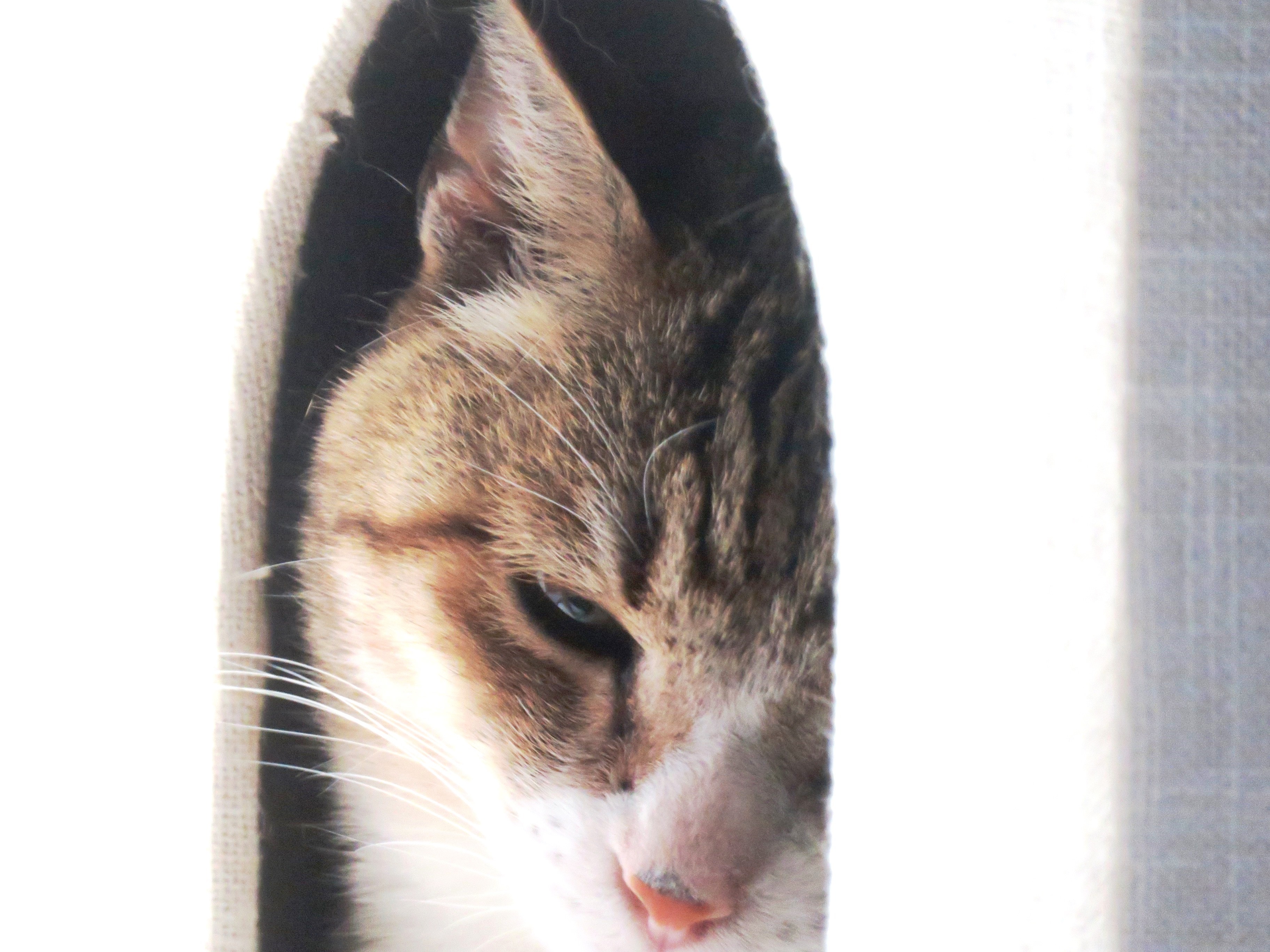 ねこ、風太 ゴロゴロ