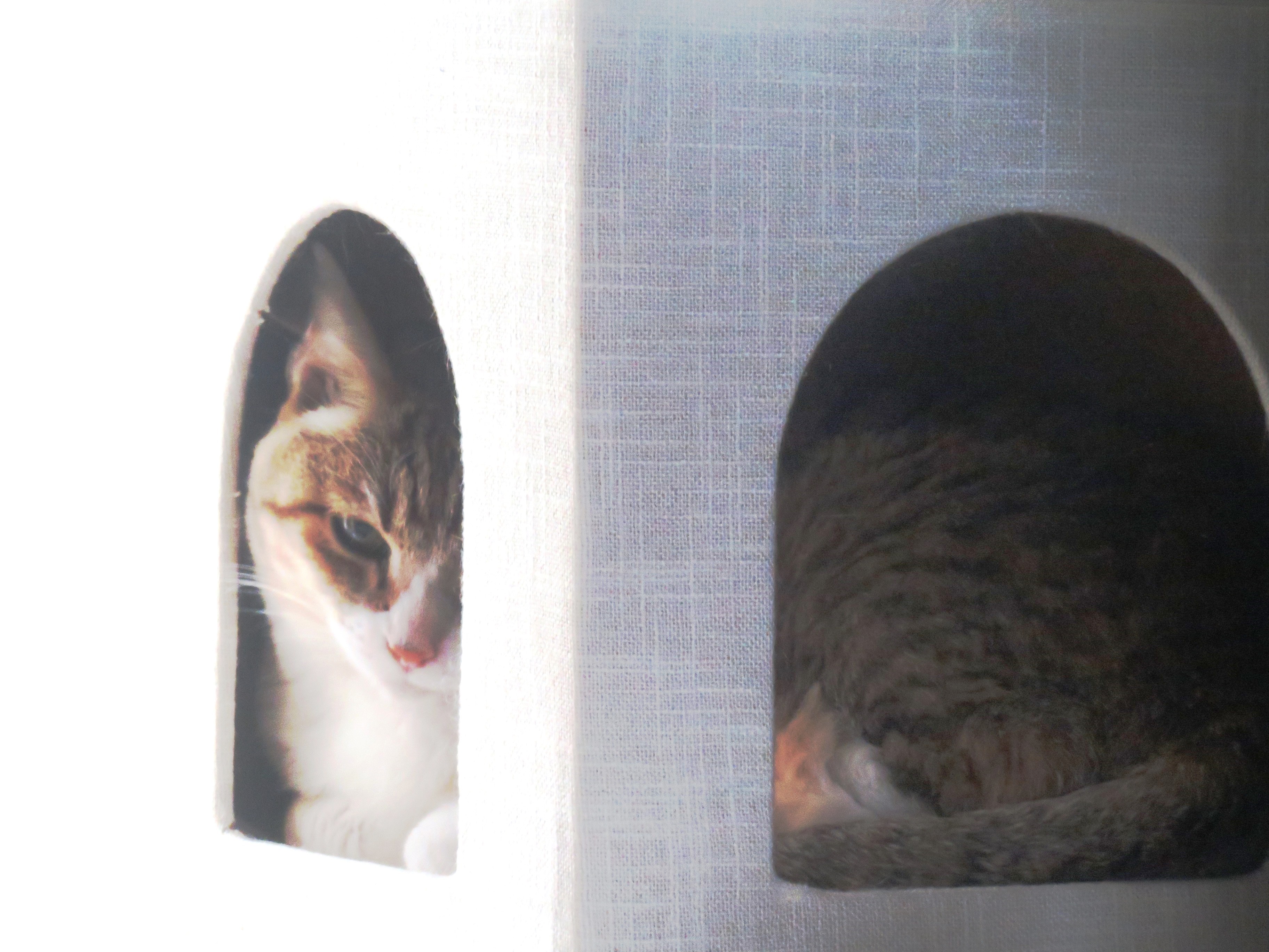 ねこ、風太 ゴロゴロ