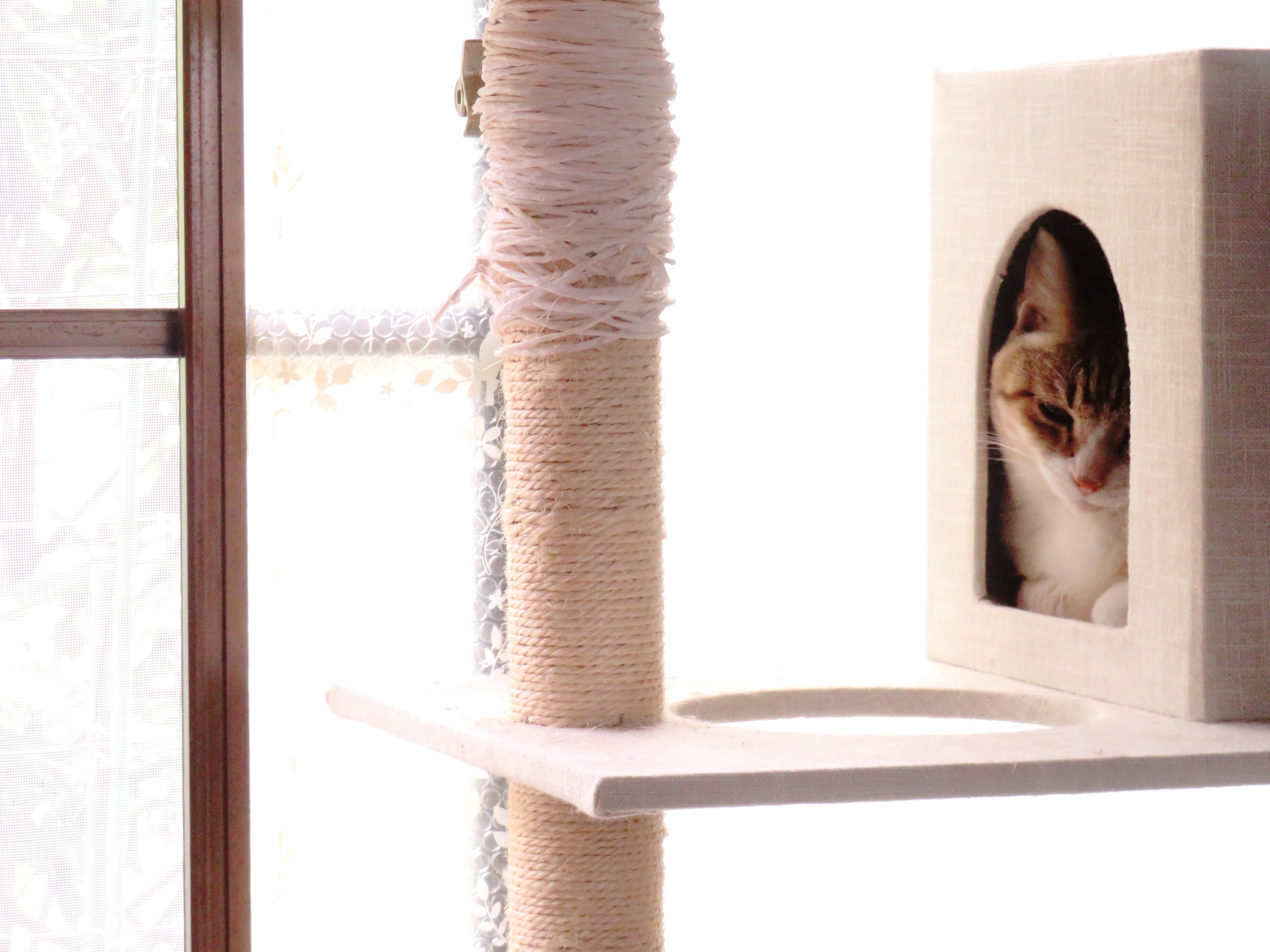 ねこ、風太 ゴロゴロ