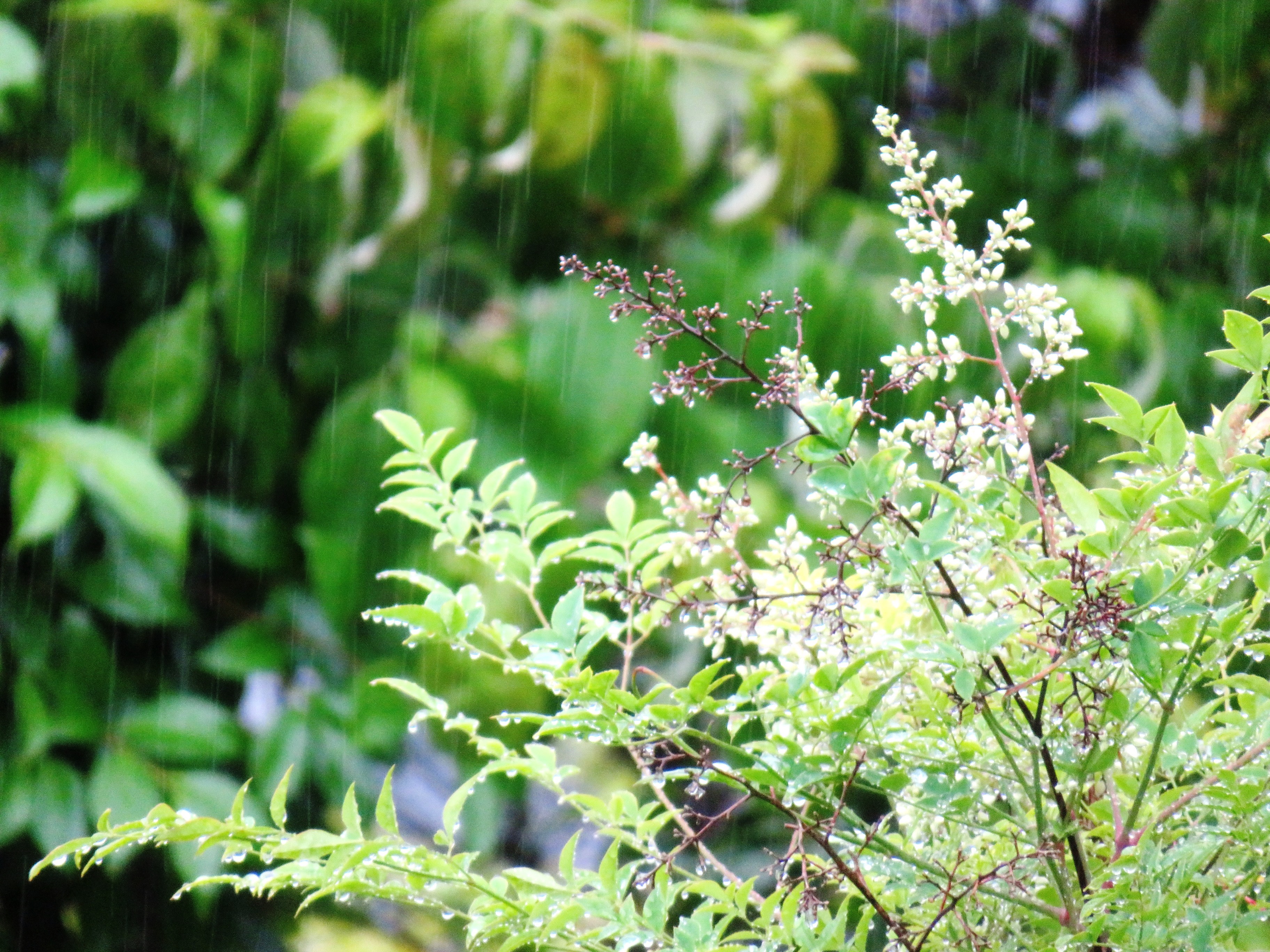 雨と南天の花