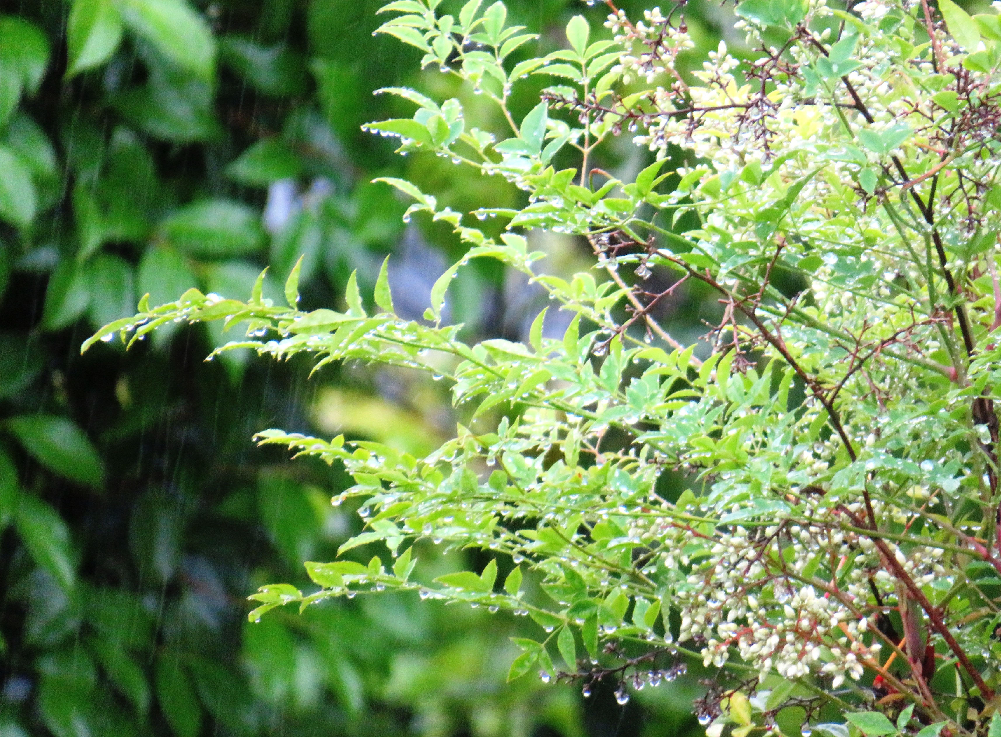 雨と南天の花