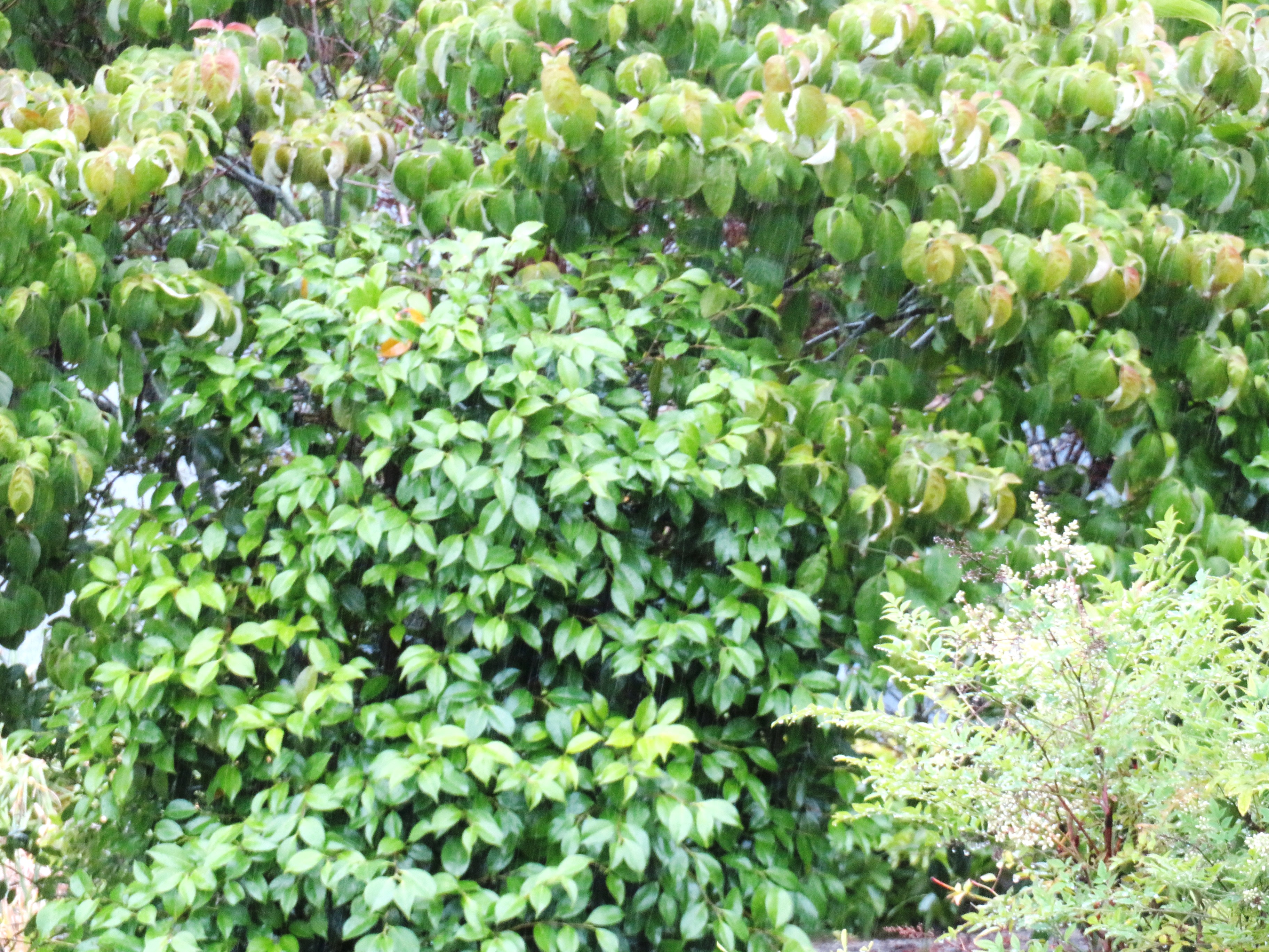 雨と南天の花