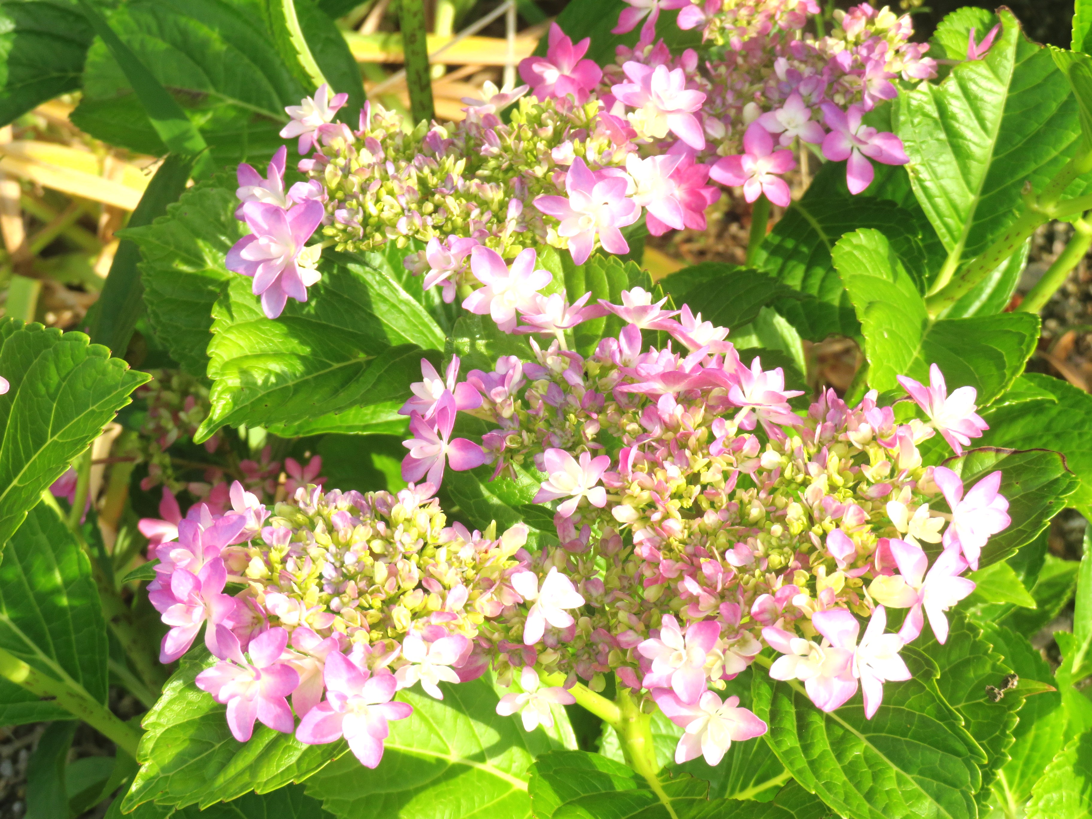紫陽花
