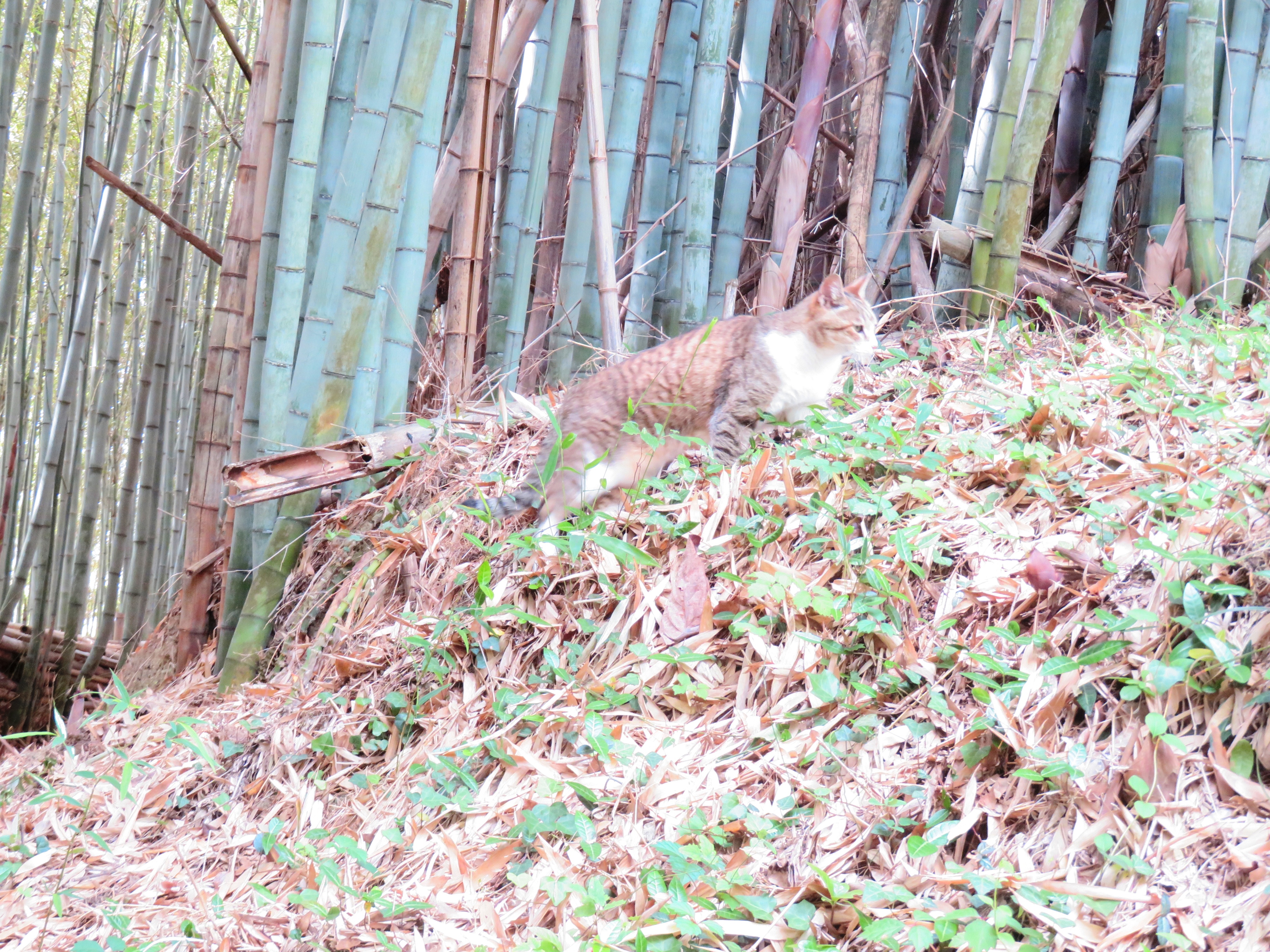 ねこ、風太 巡回