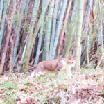 ねこ、風太　巡回