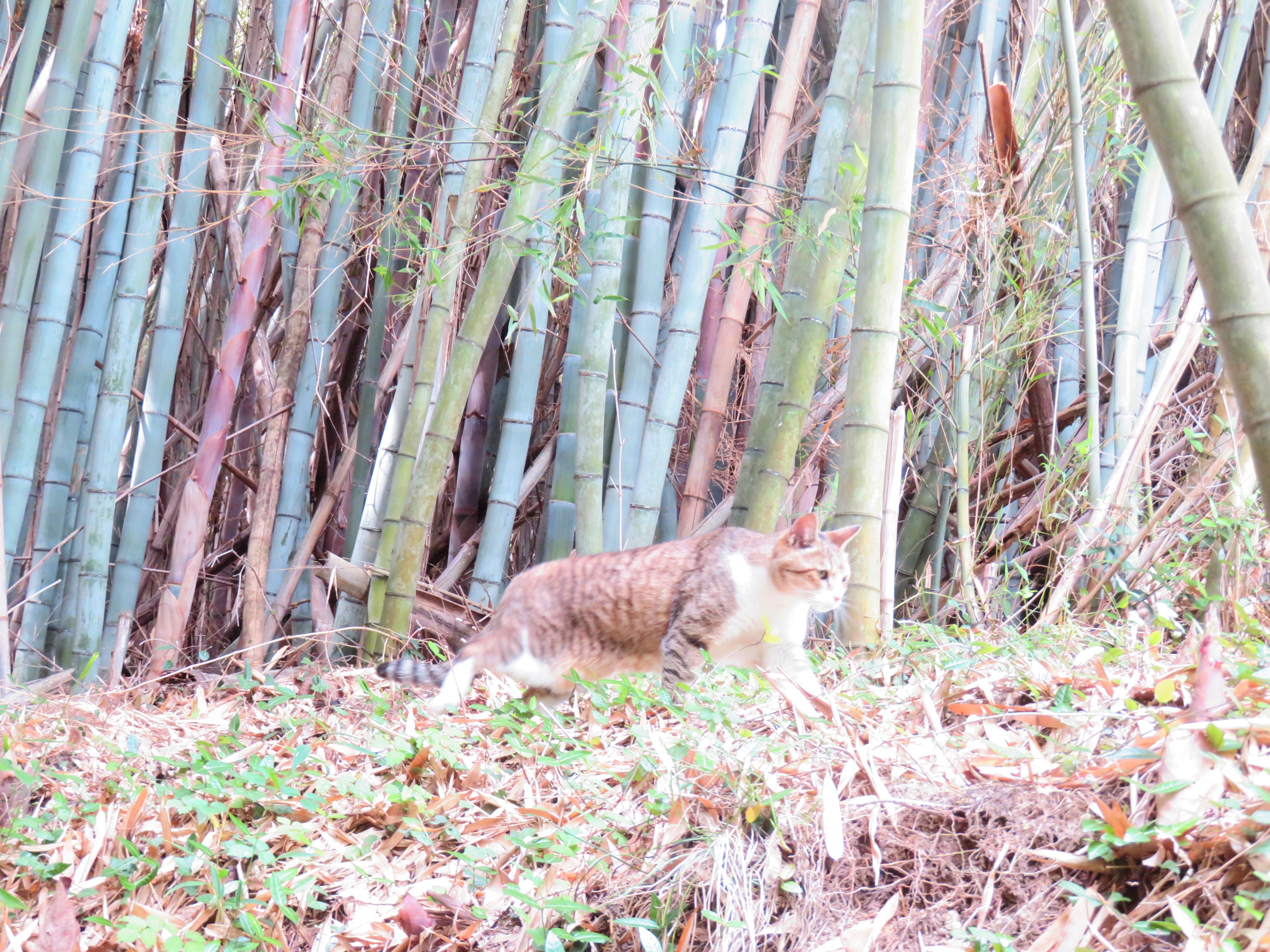 ねこ、風太 巡回