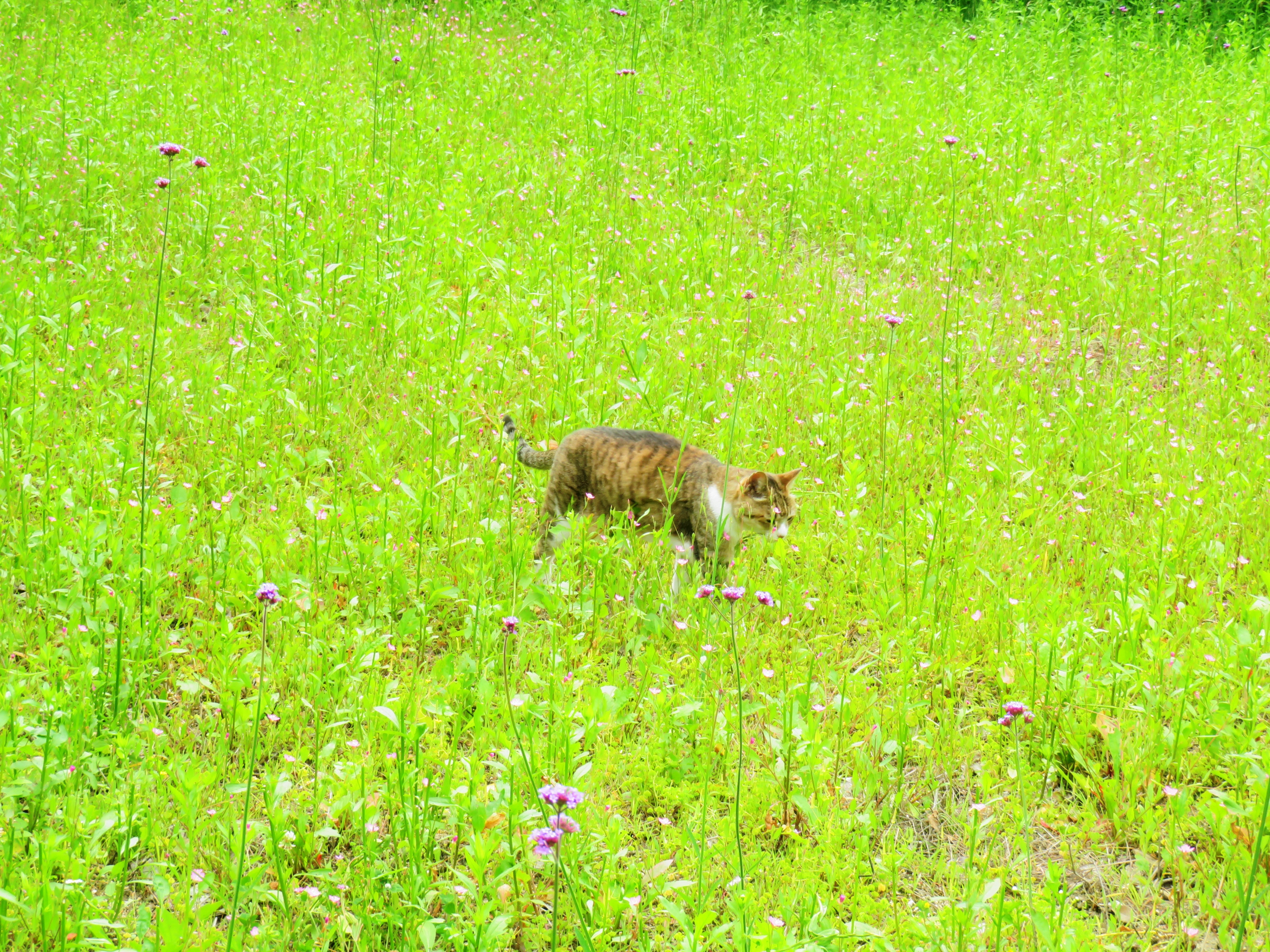 ねこ、風太 巡回