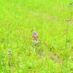 ねこ、風太　巡回