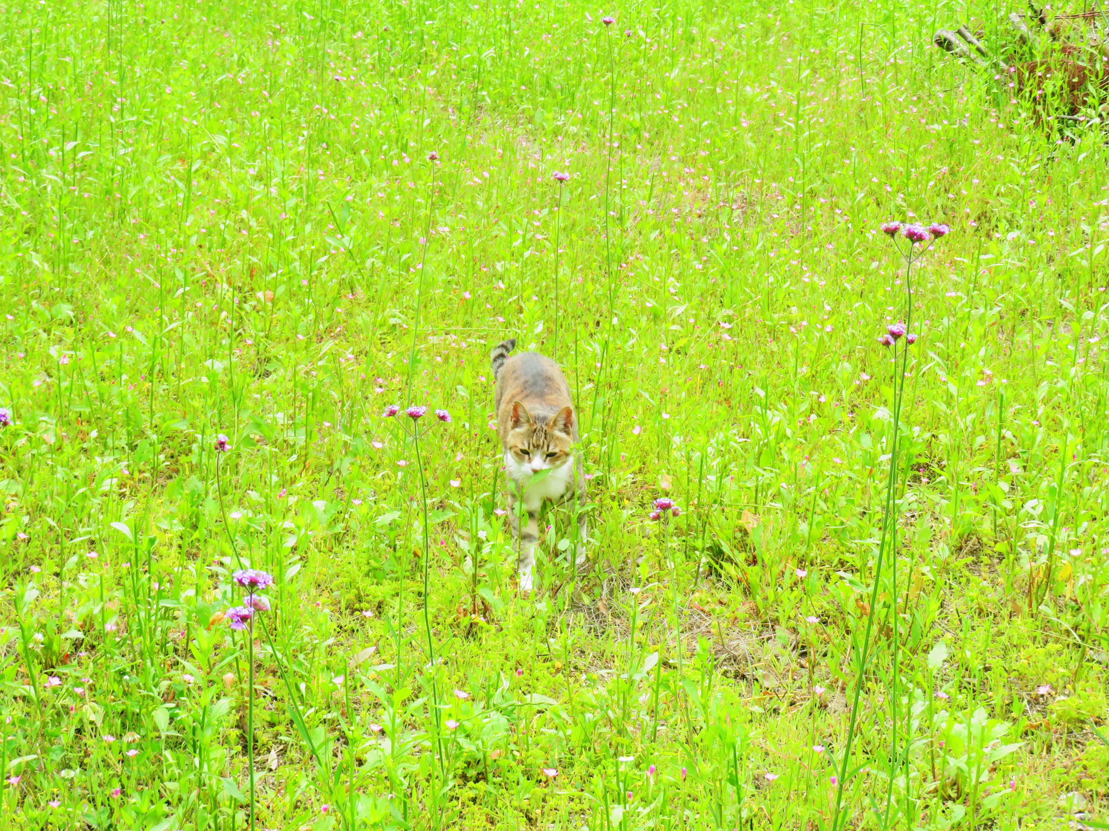 ねこ、風太 巡回