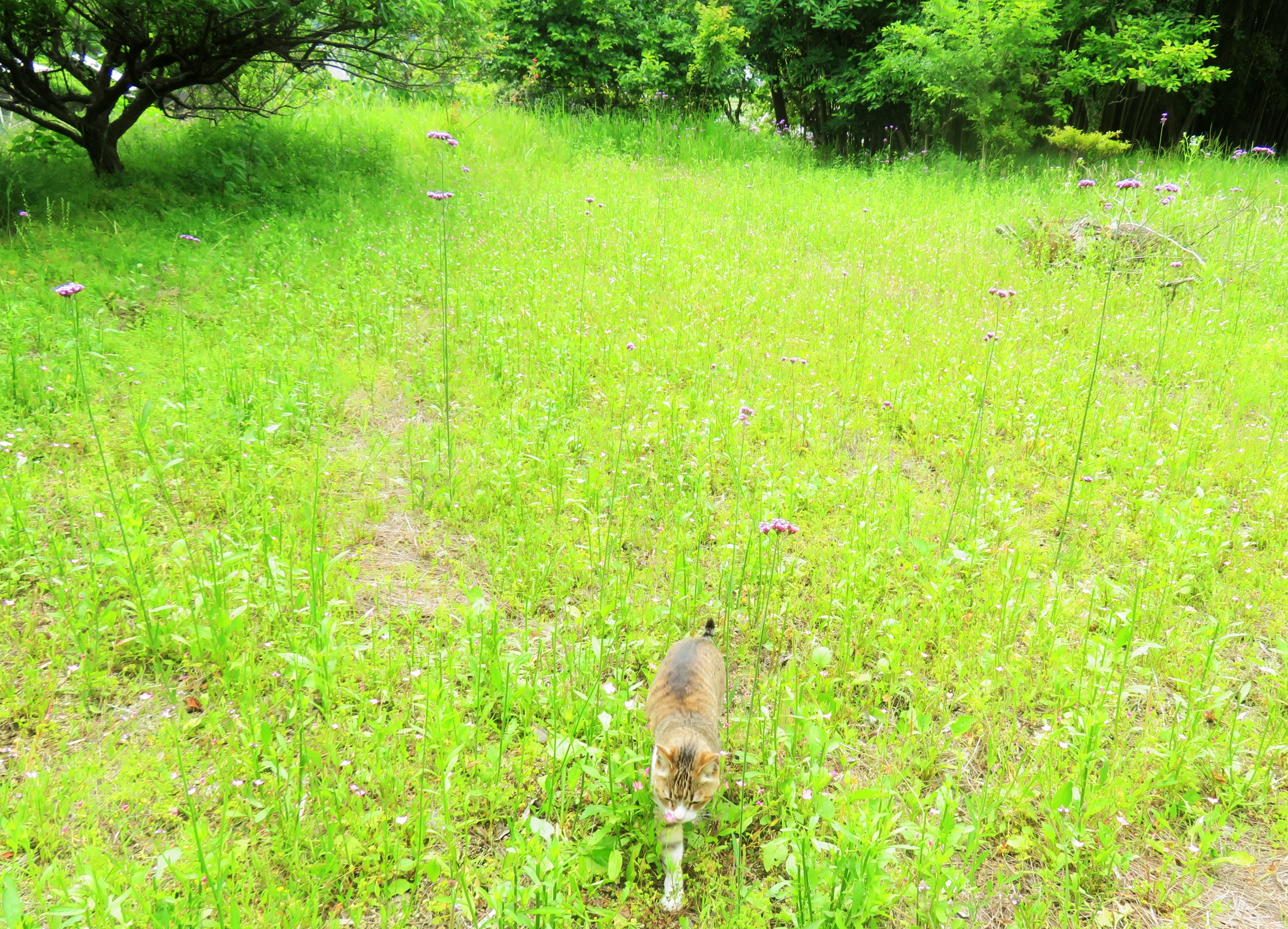 ねこ、風太 巡回