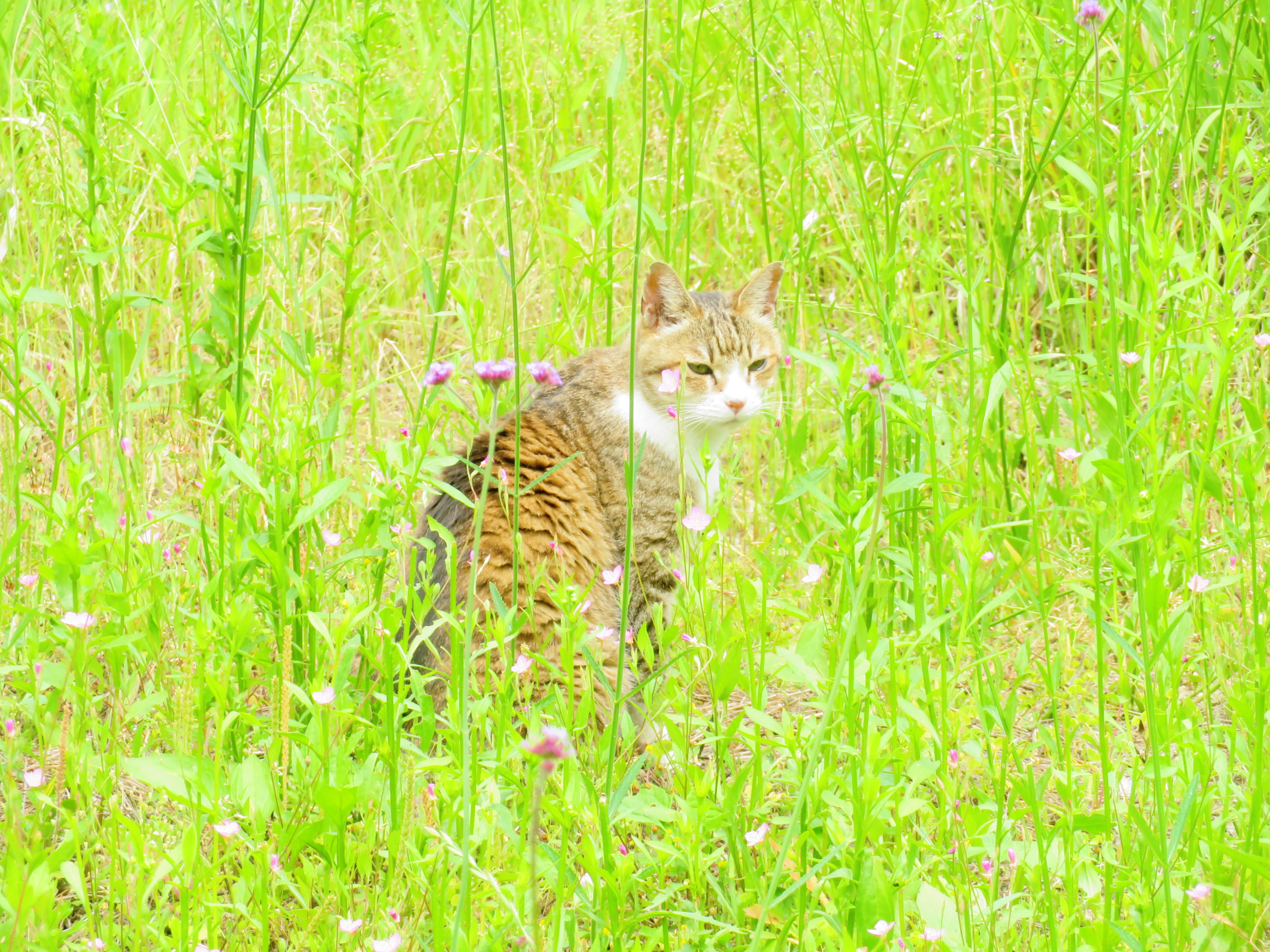 ねこ、風太　巡回