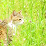 ねこ、風太　巡回