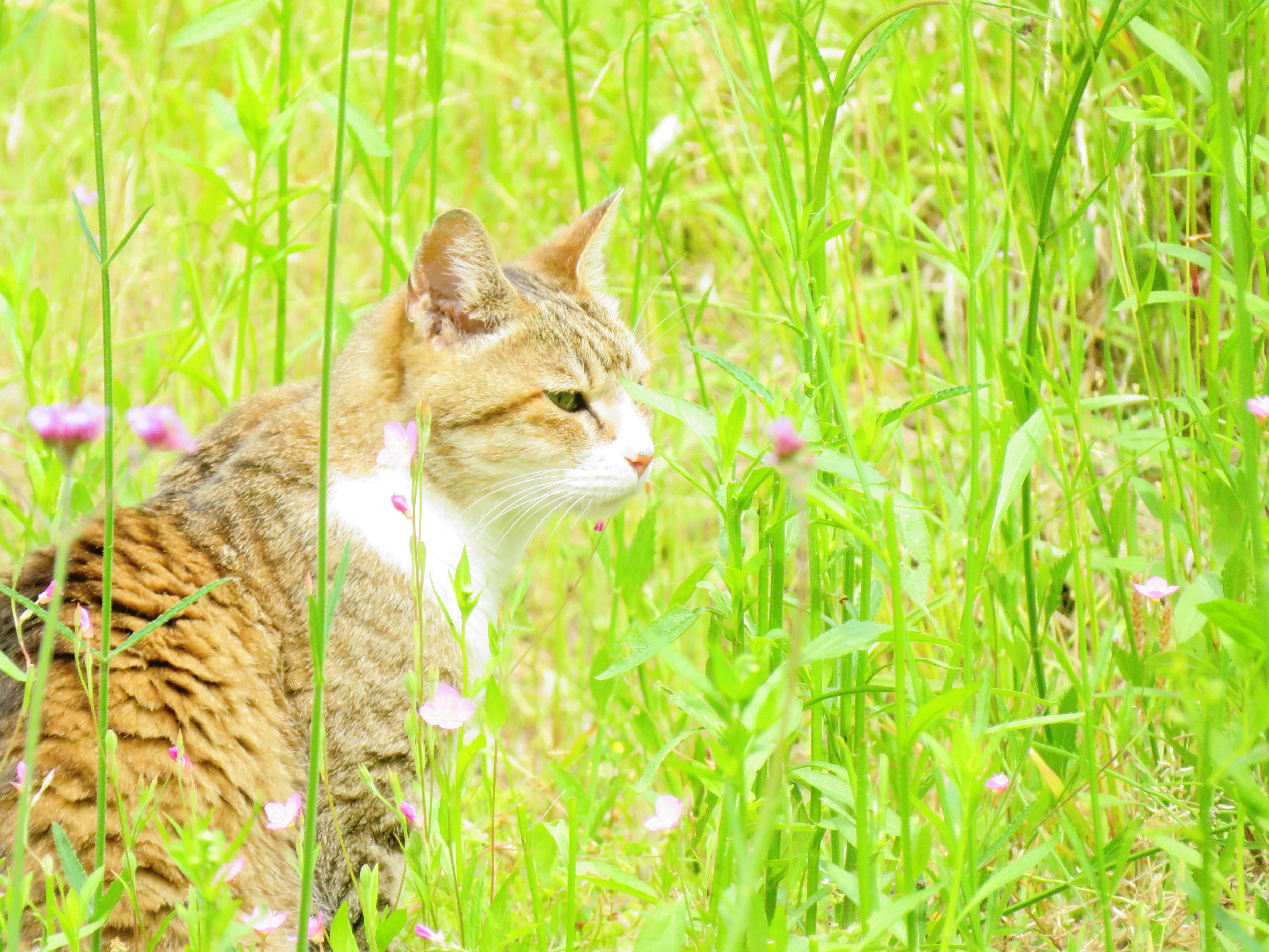 ねこ、風太　巡回