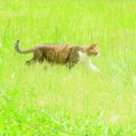 ねこ、風太　巡回