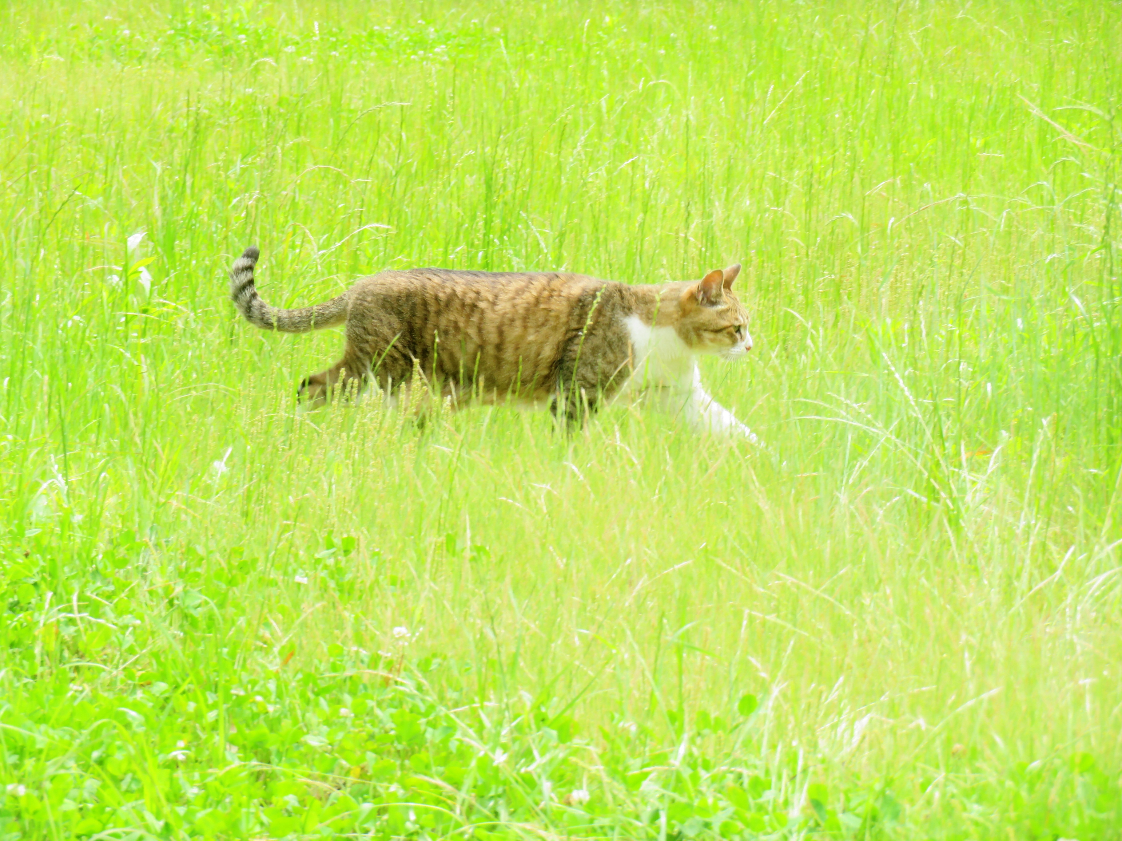 ねこ、風太 巡回