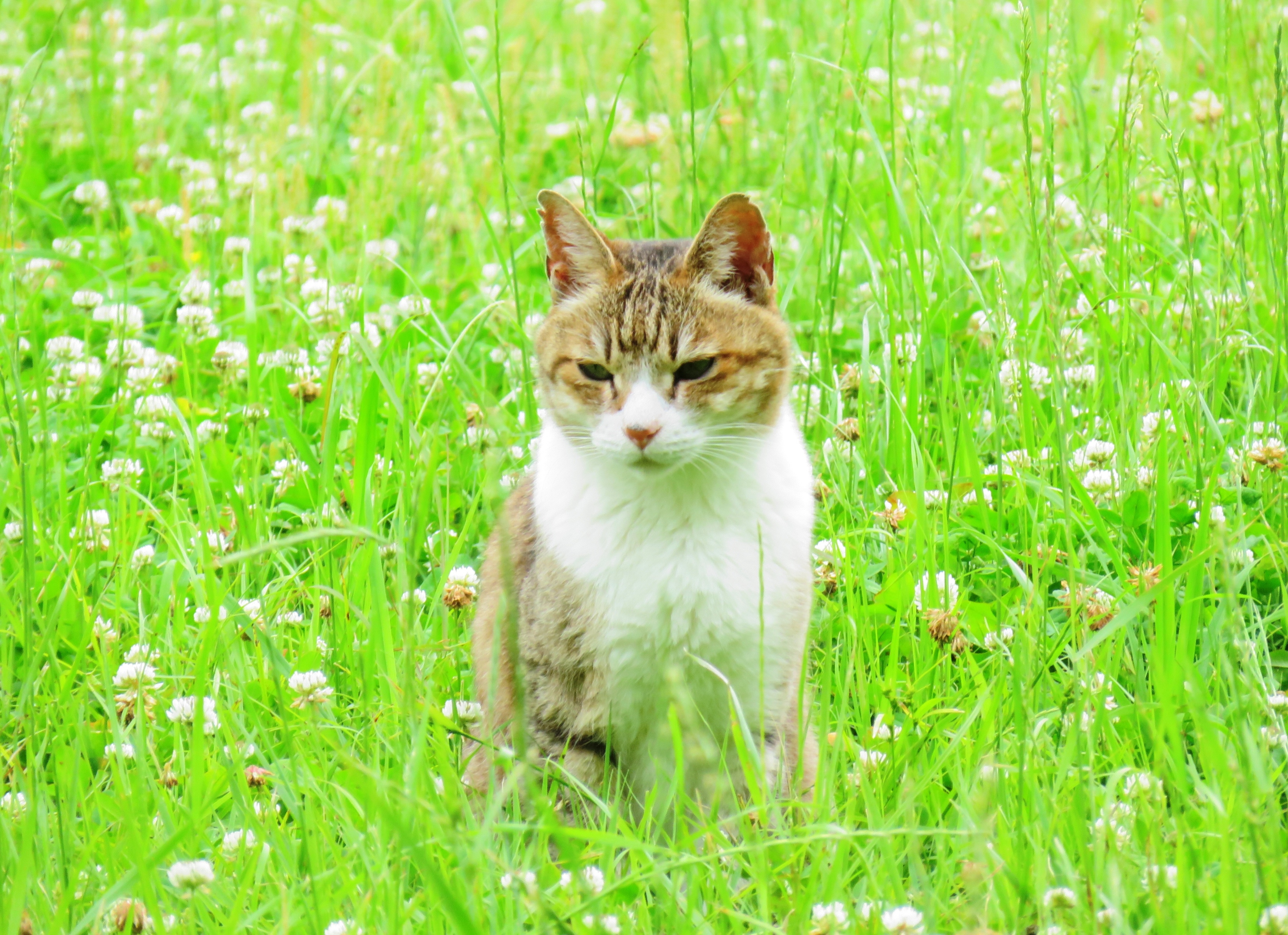 ねこ、風太 巡回