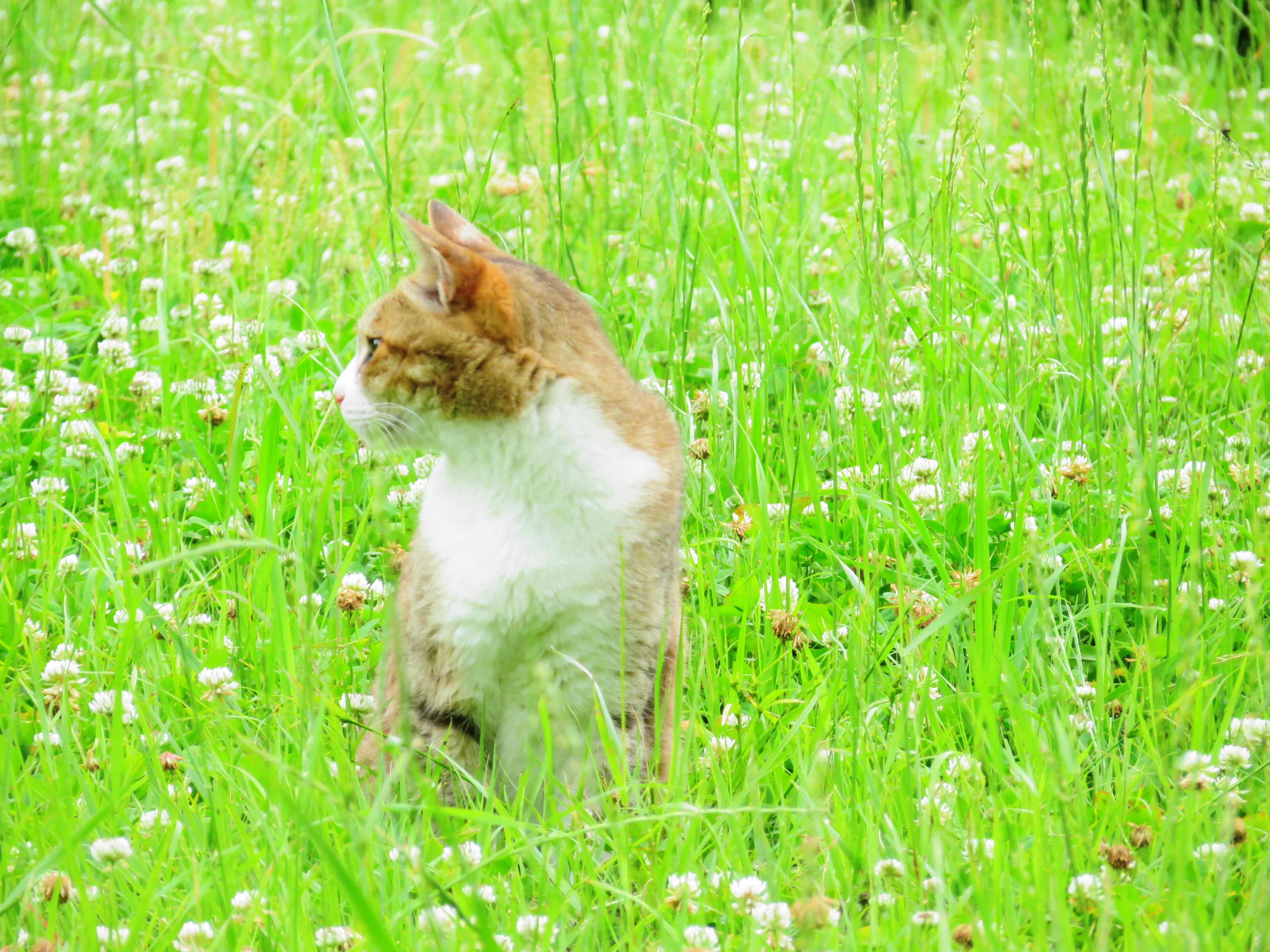 ねこ、風太 巡回