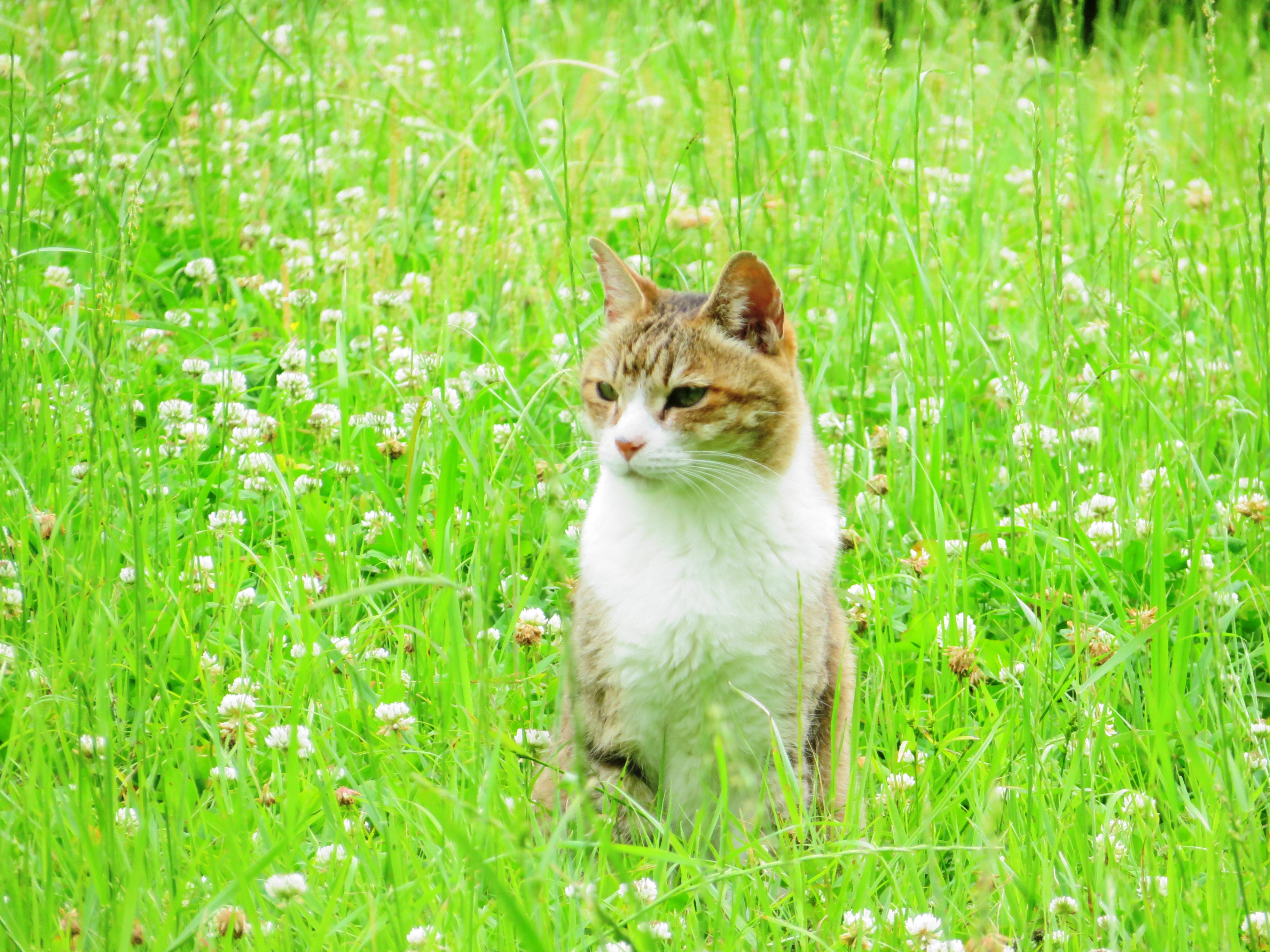 ねこ、風太 巡回
