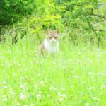 ねこ、風太　巡回