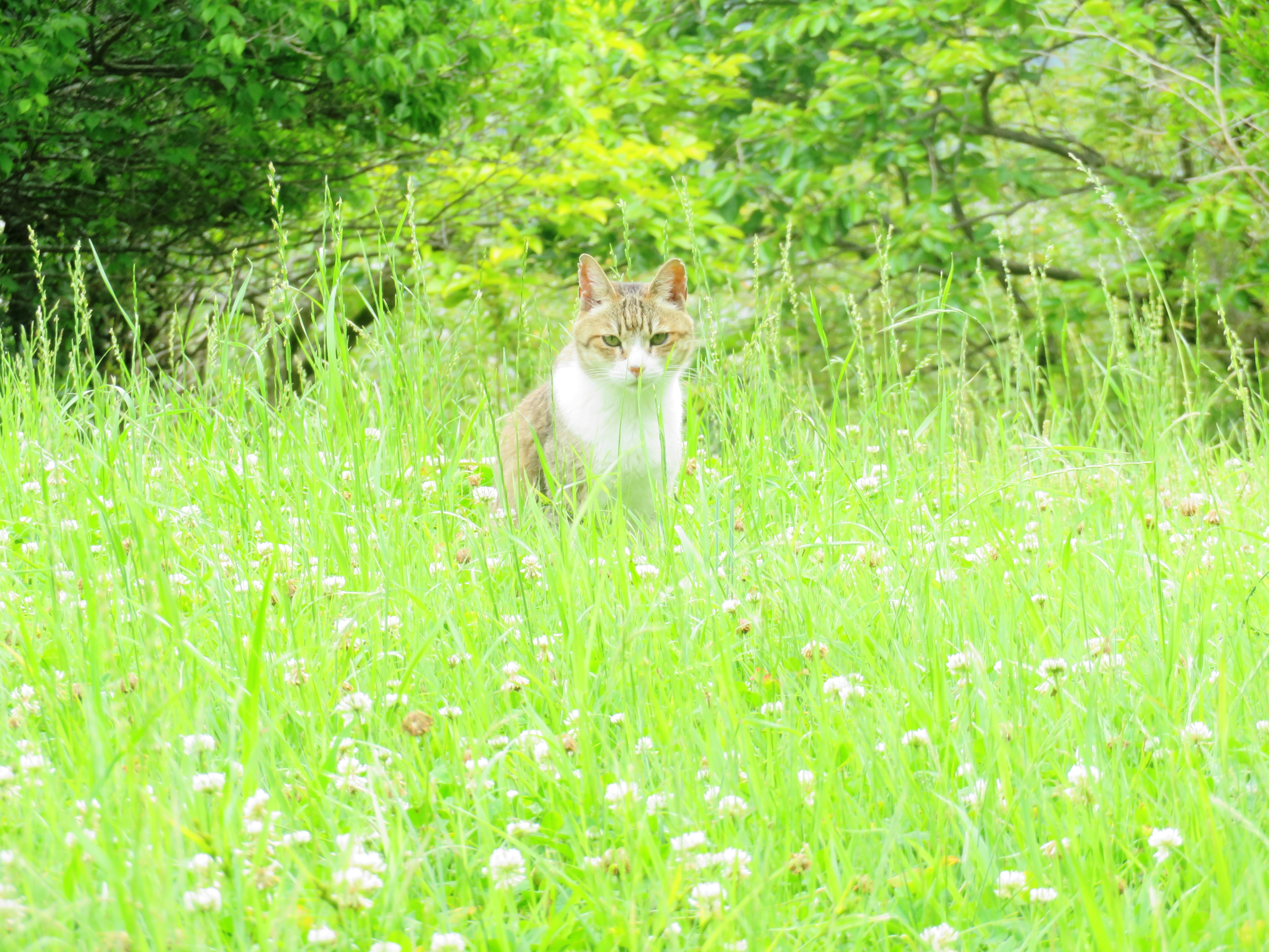 ねこ、風太 巡回