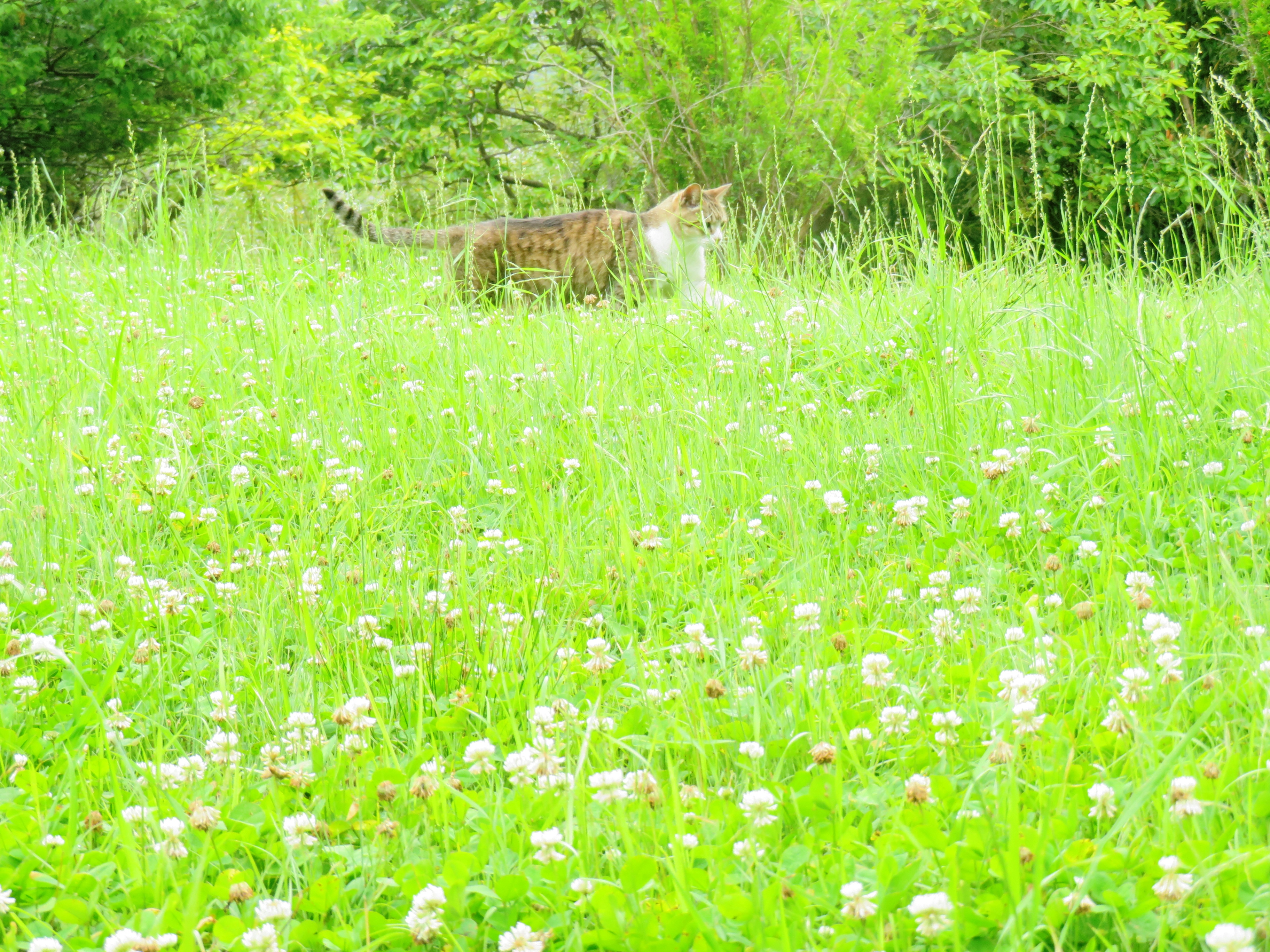 ねこ、風太 巡回