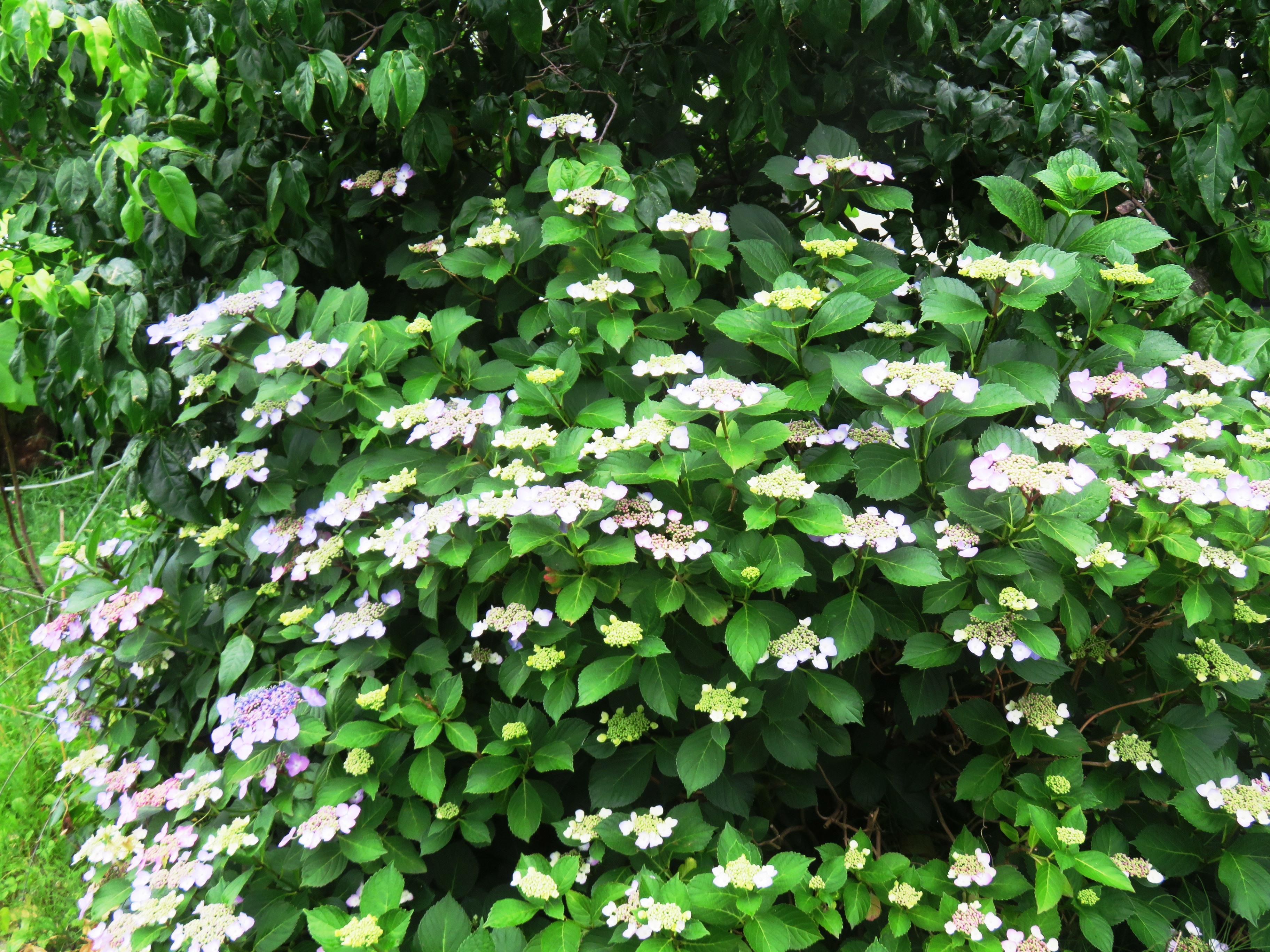 紫陽花