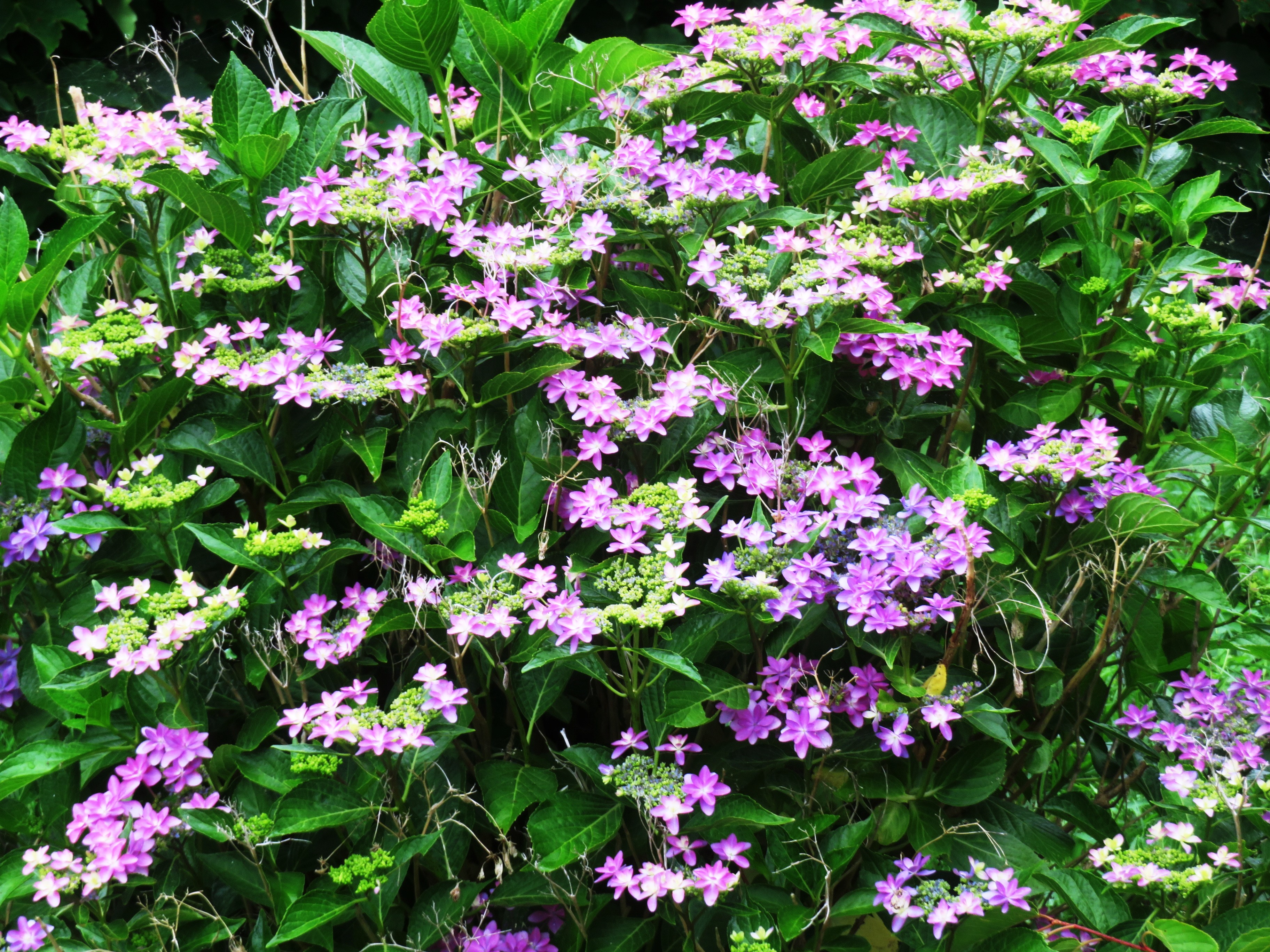 紫陽花