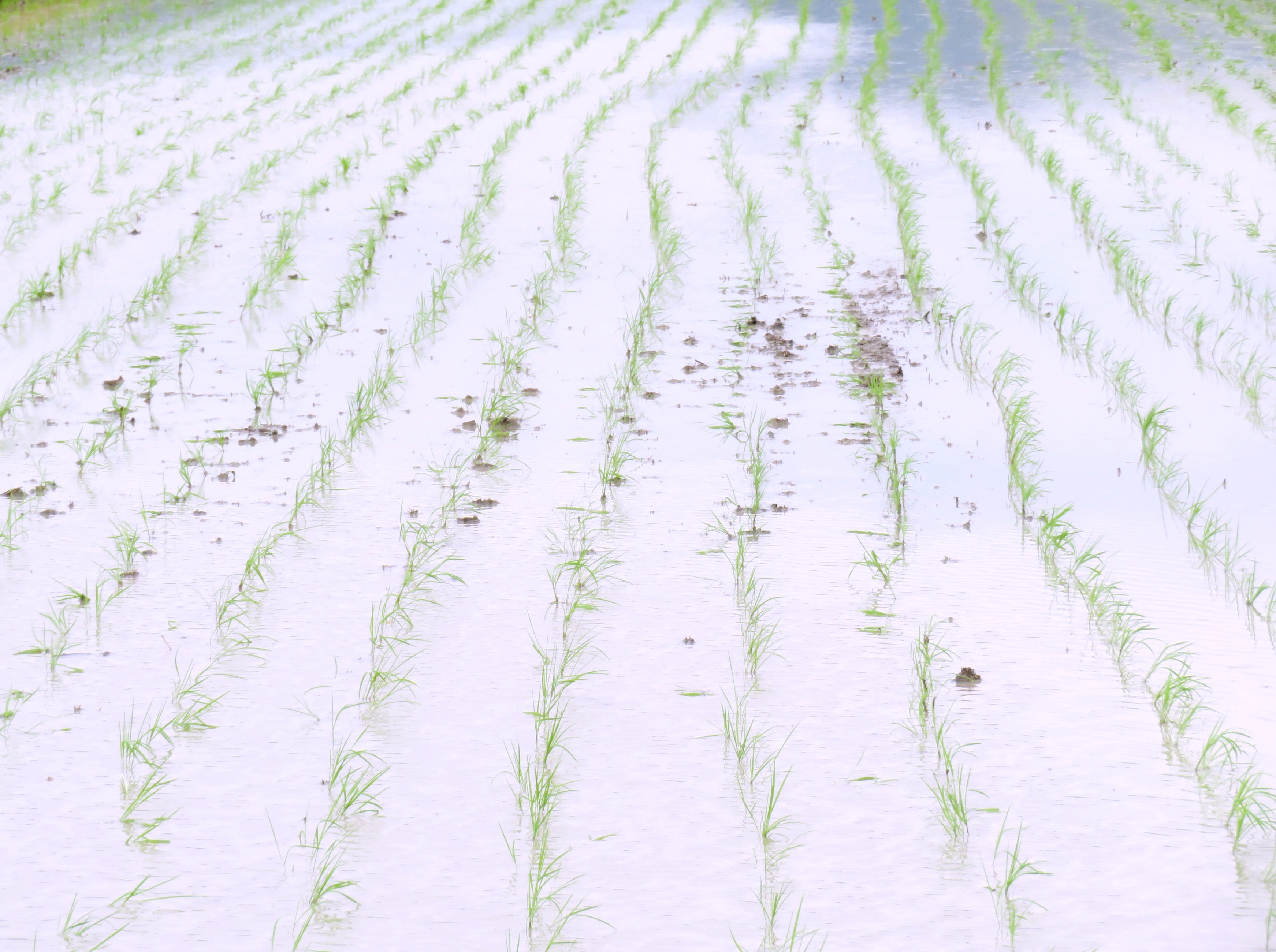 田植え